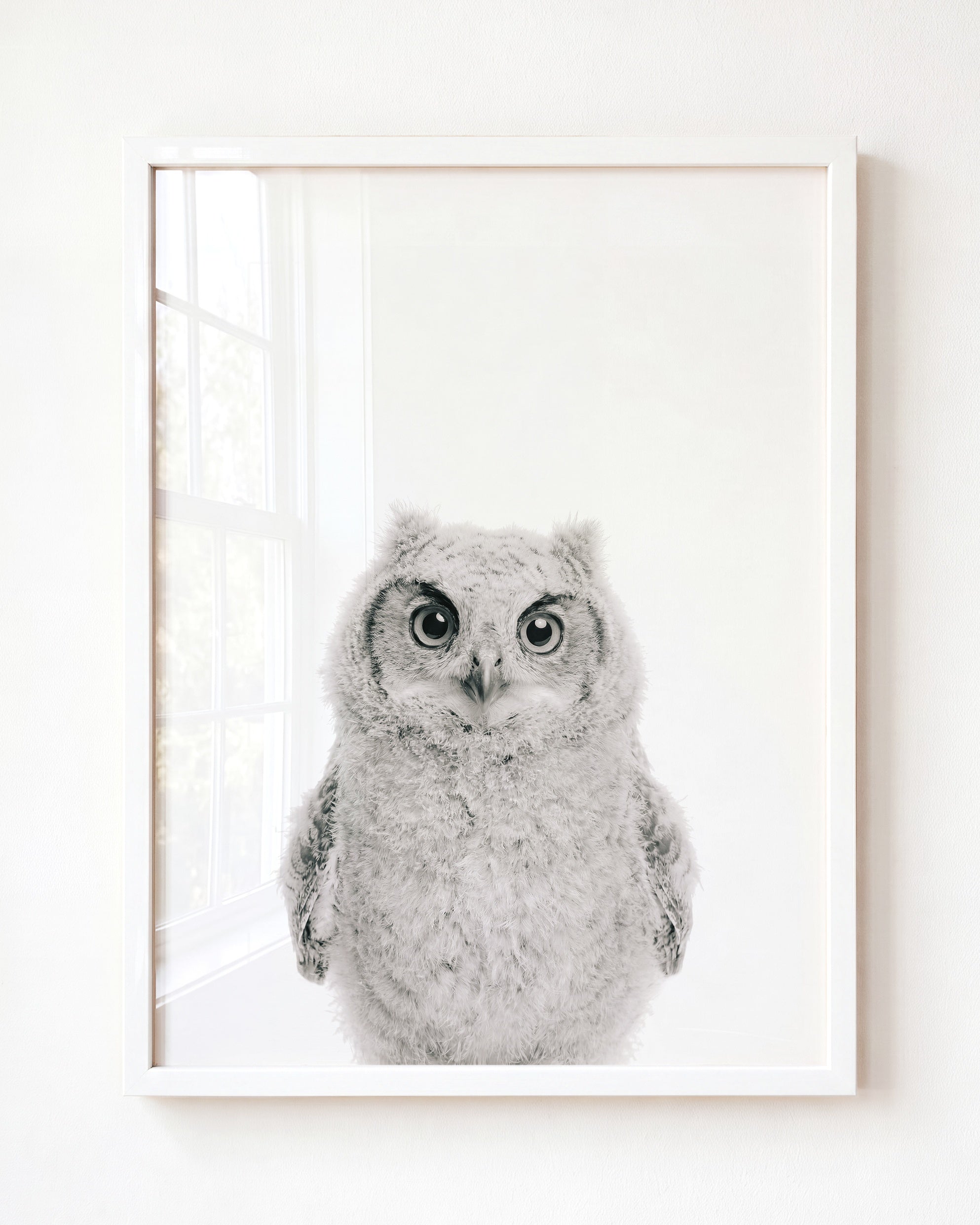 Baby Owl
