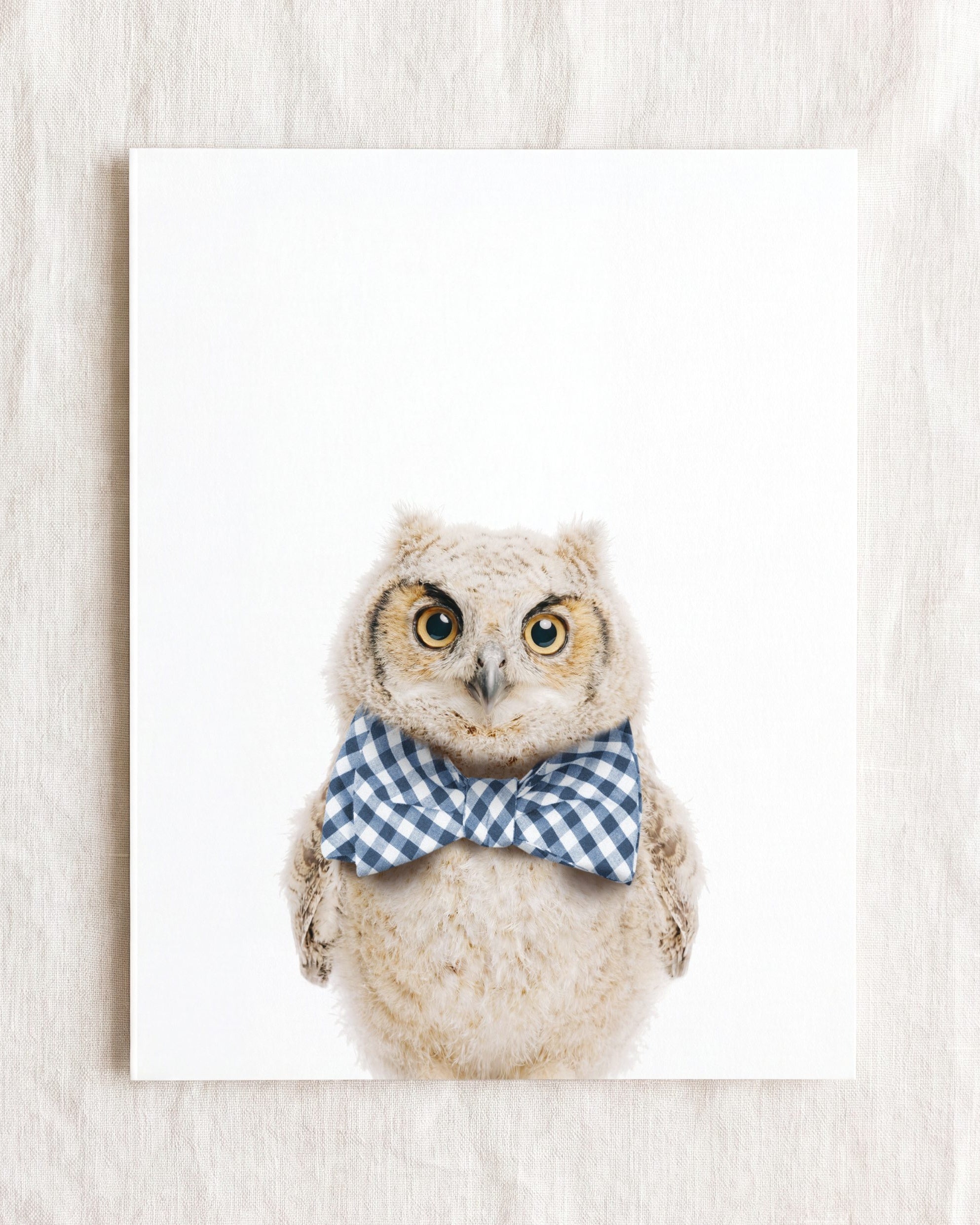 Baby Owl
