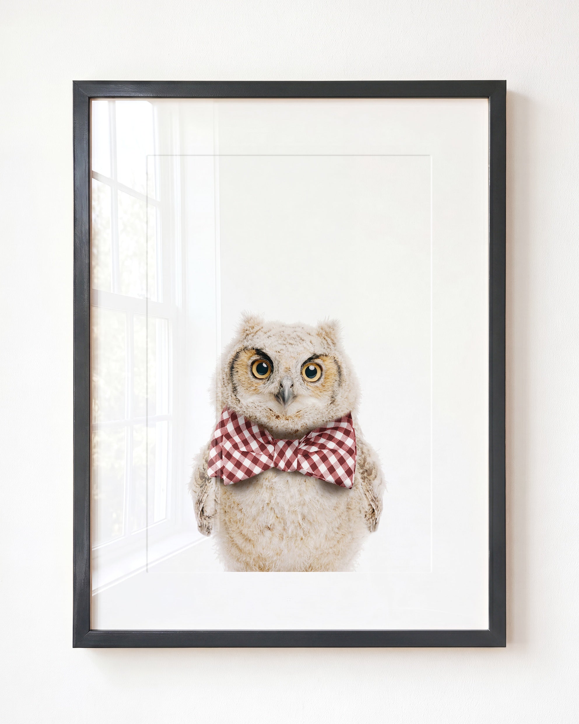Baby Owl