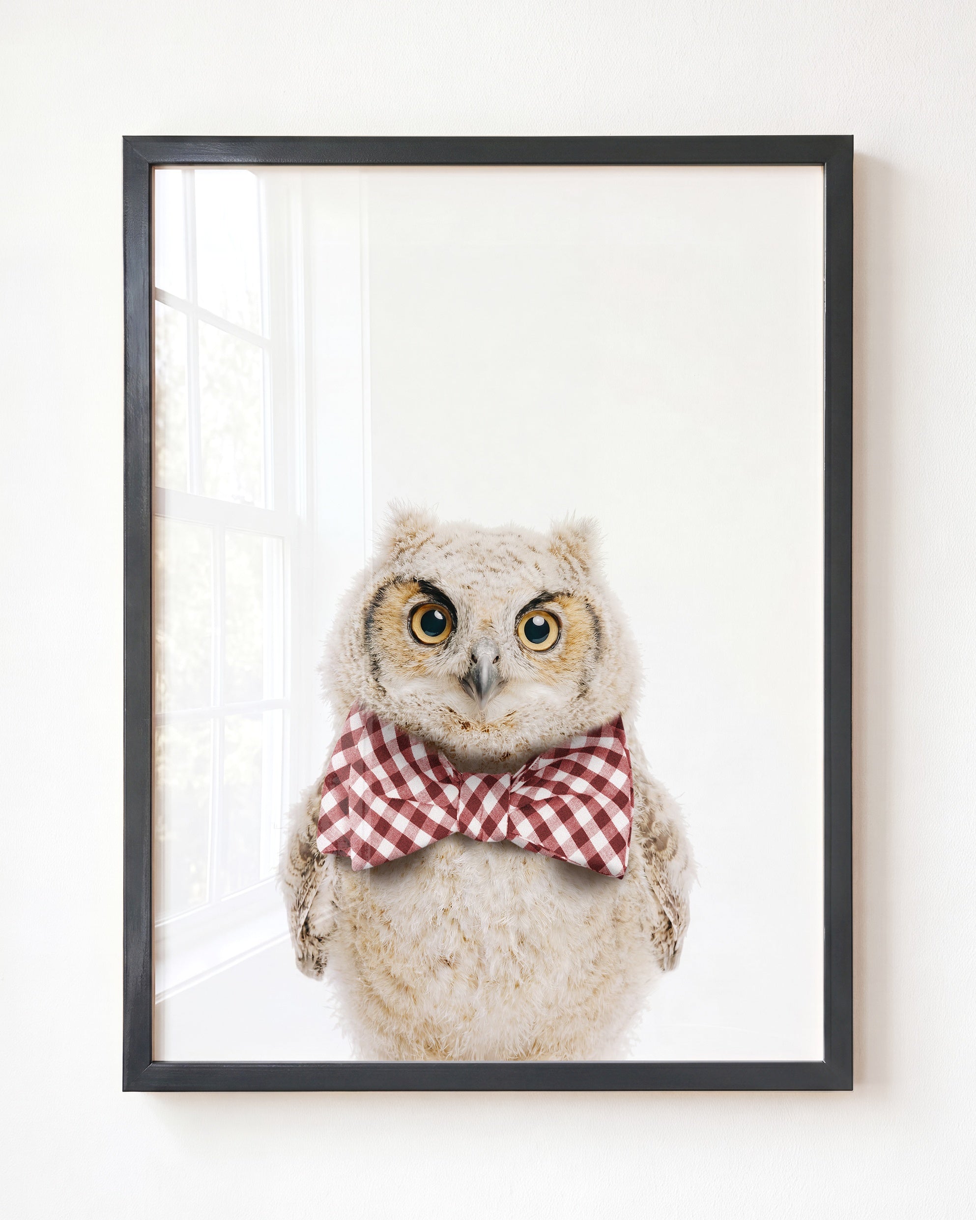 Baby Owl