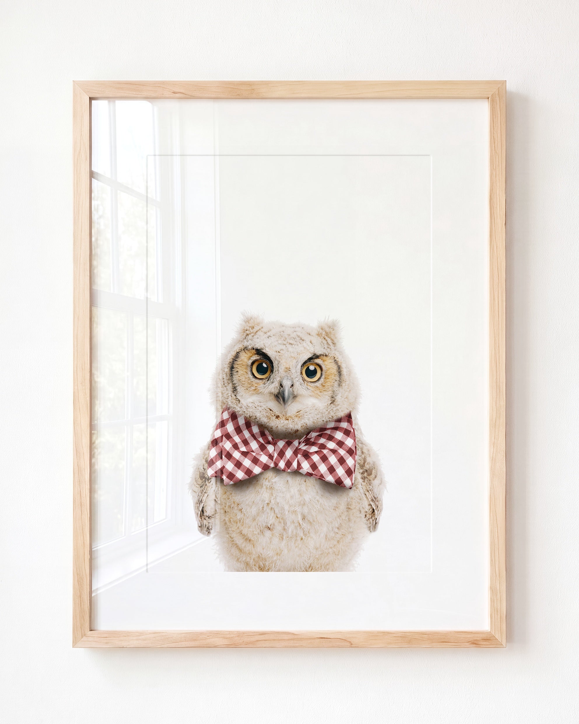 Baby Owl