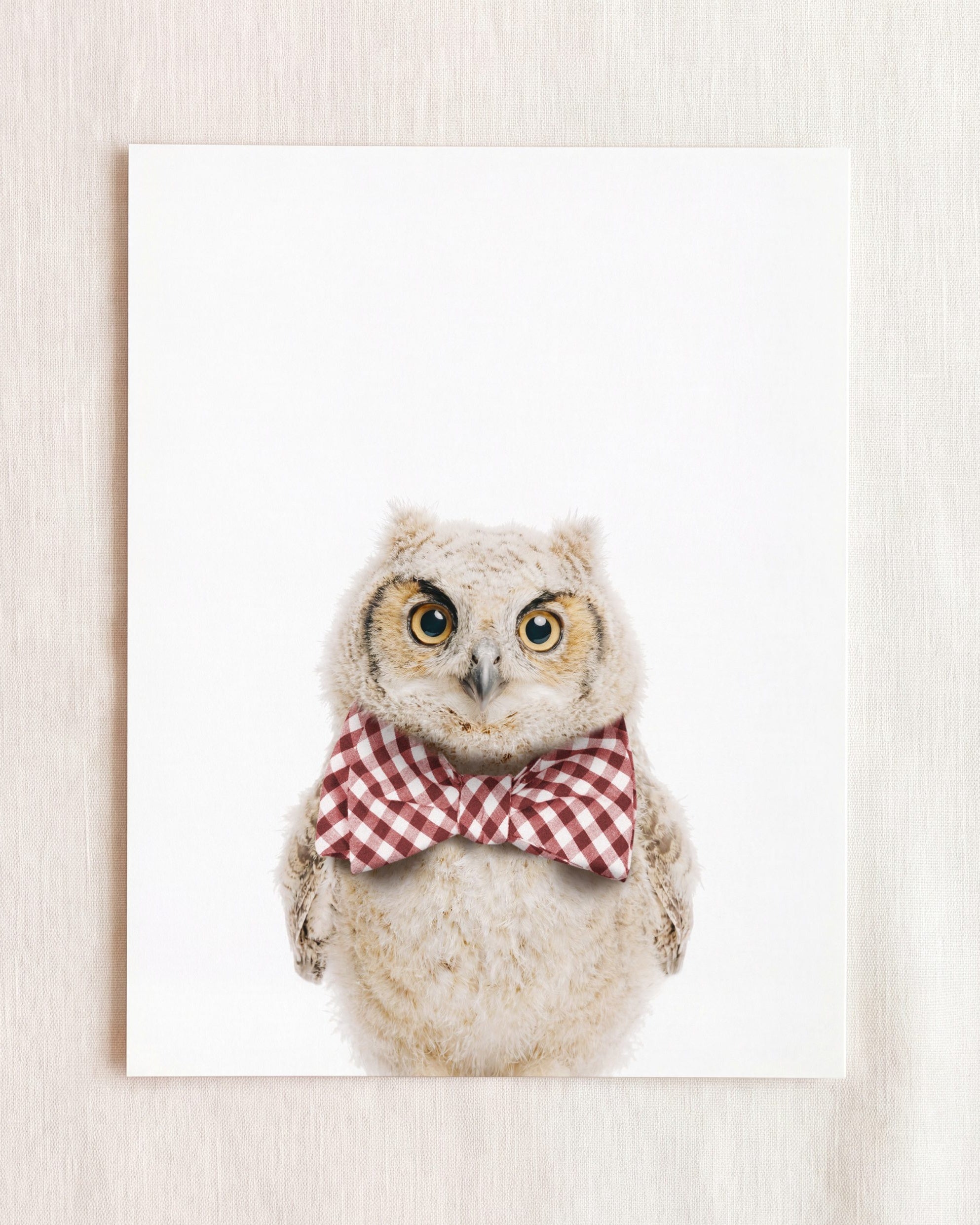 Baby Owl
