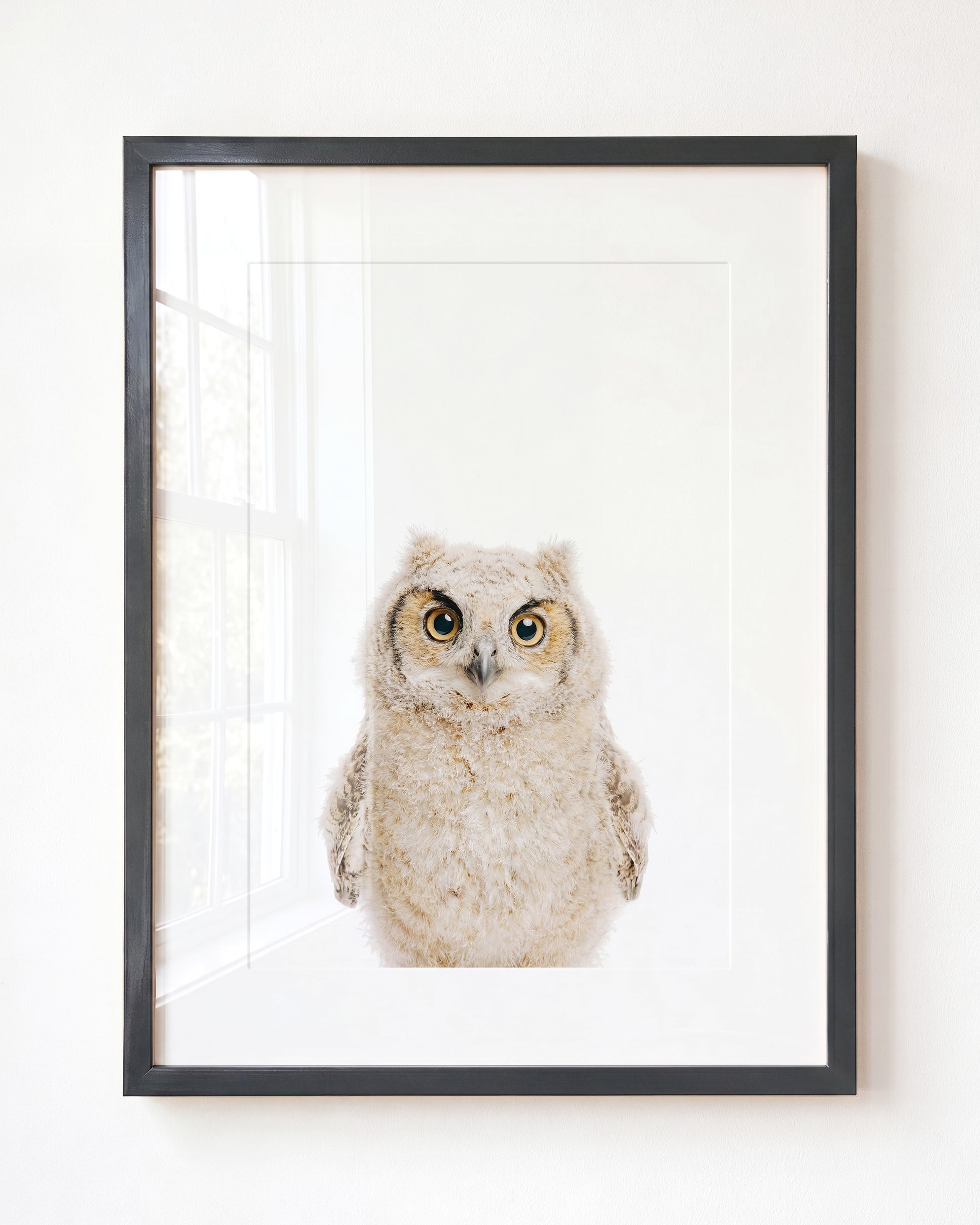 Baby Owl