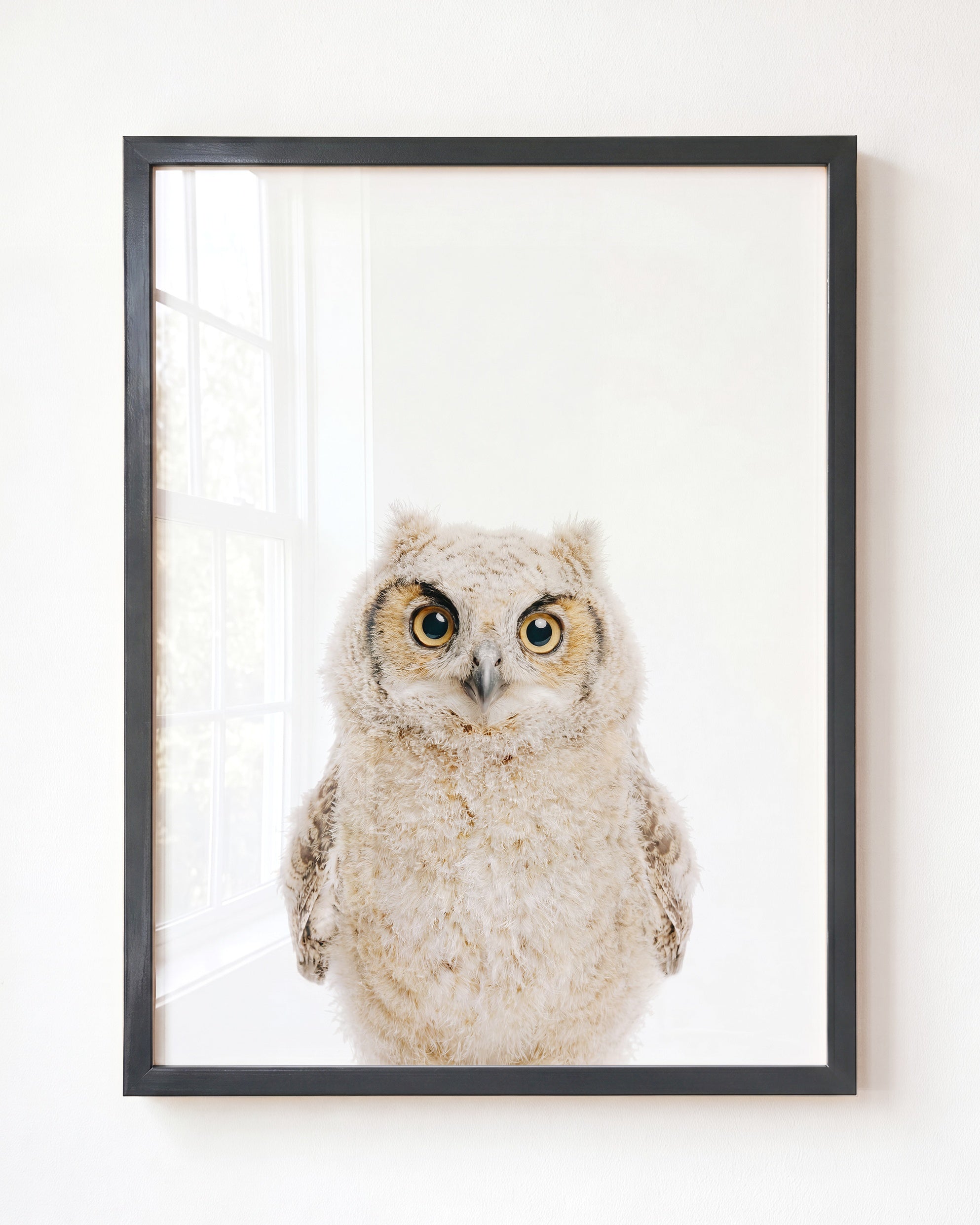 Baby Owl