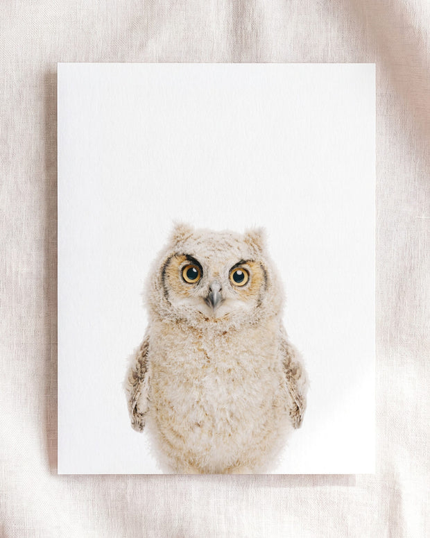 Baby Owl