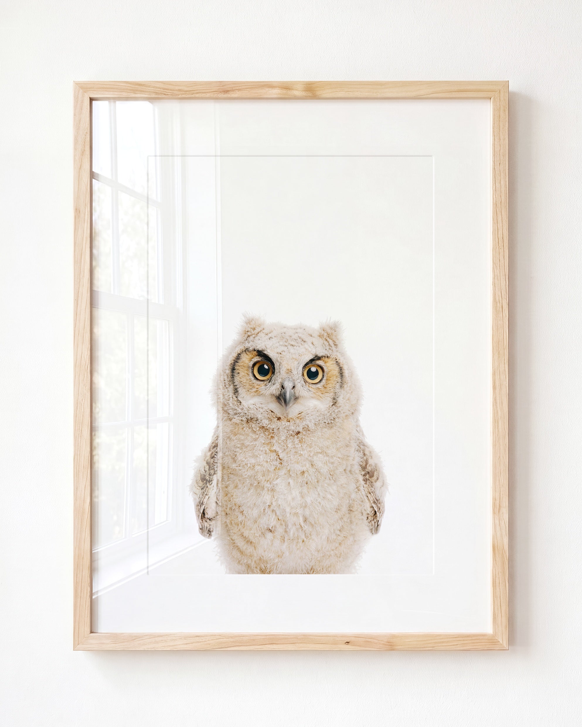 Baby Owl