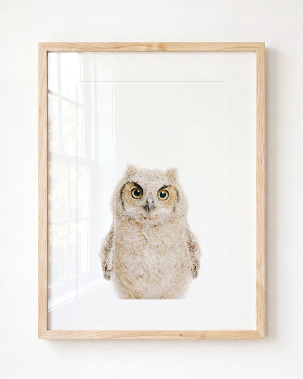 Baby Owl