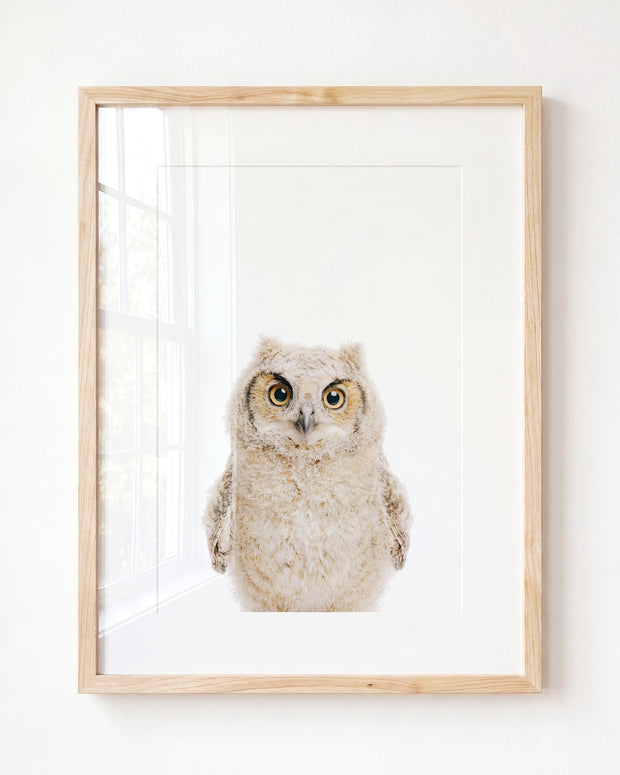 Baby Owl