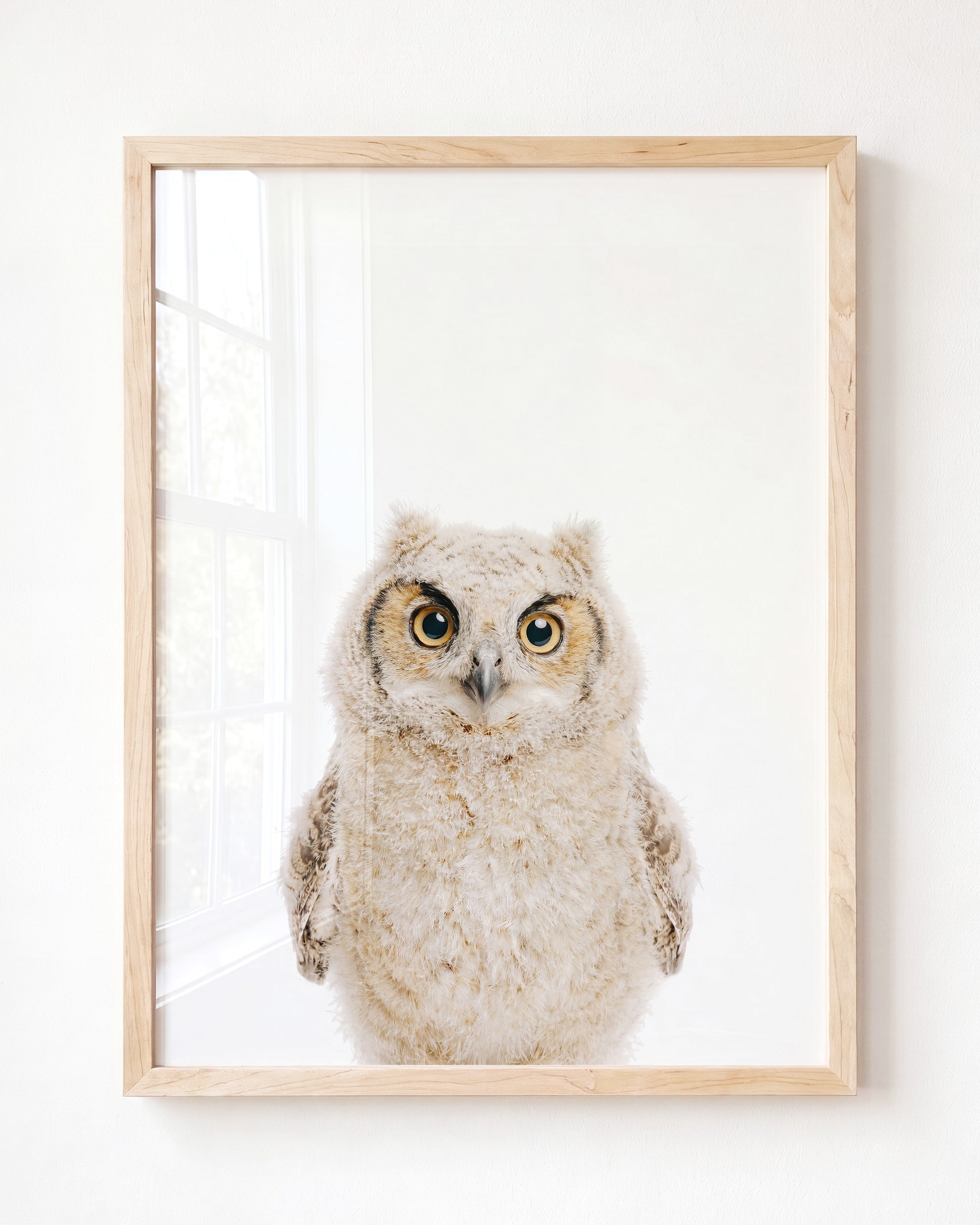 Baby Owl