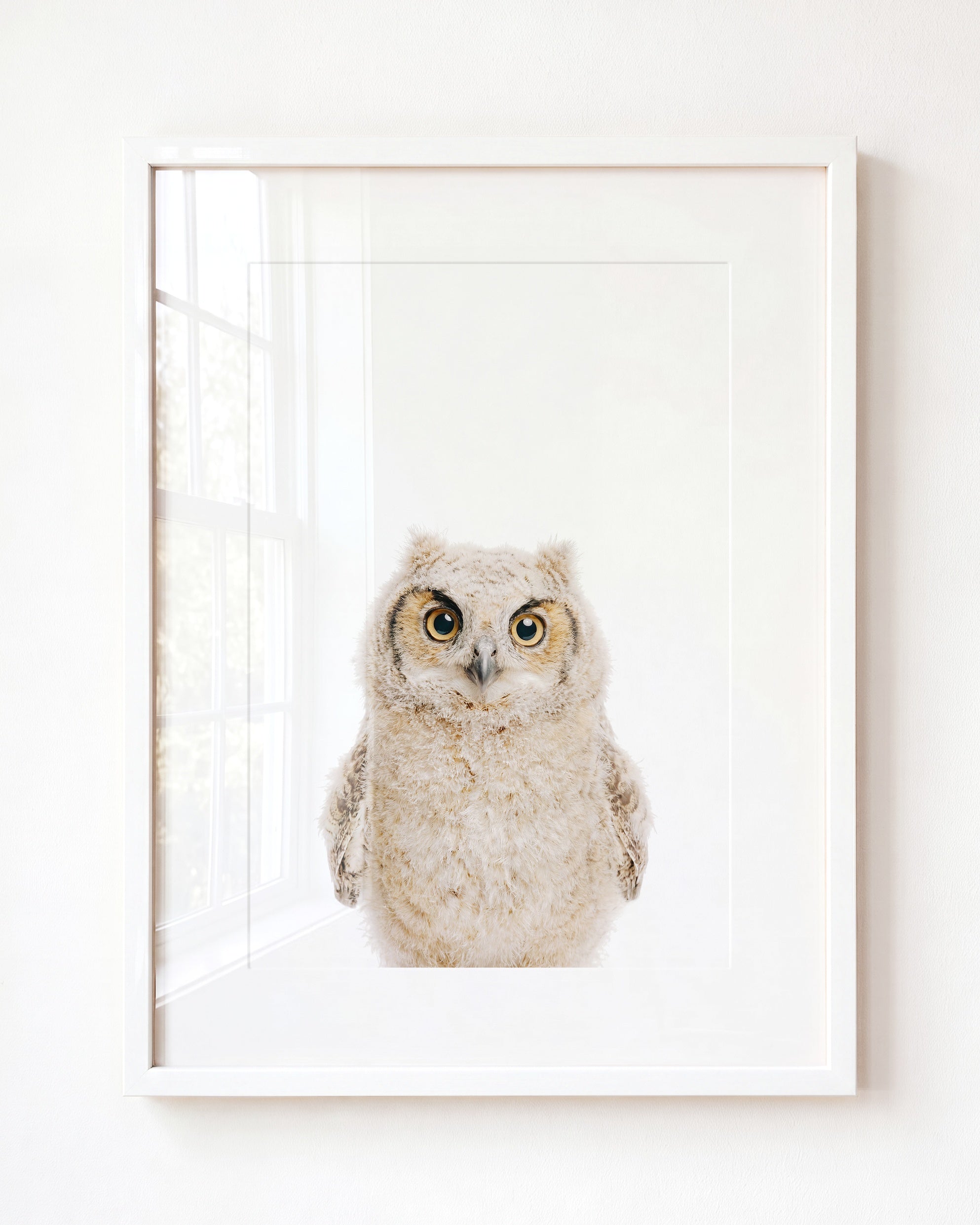 Baby Owl