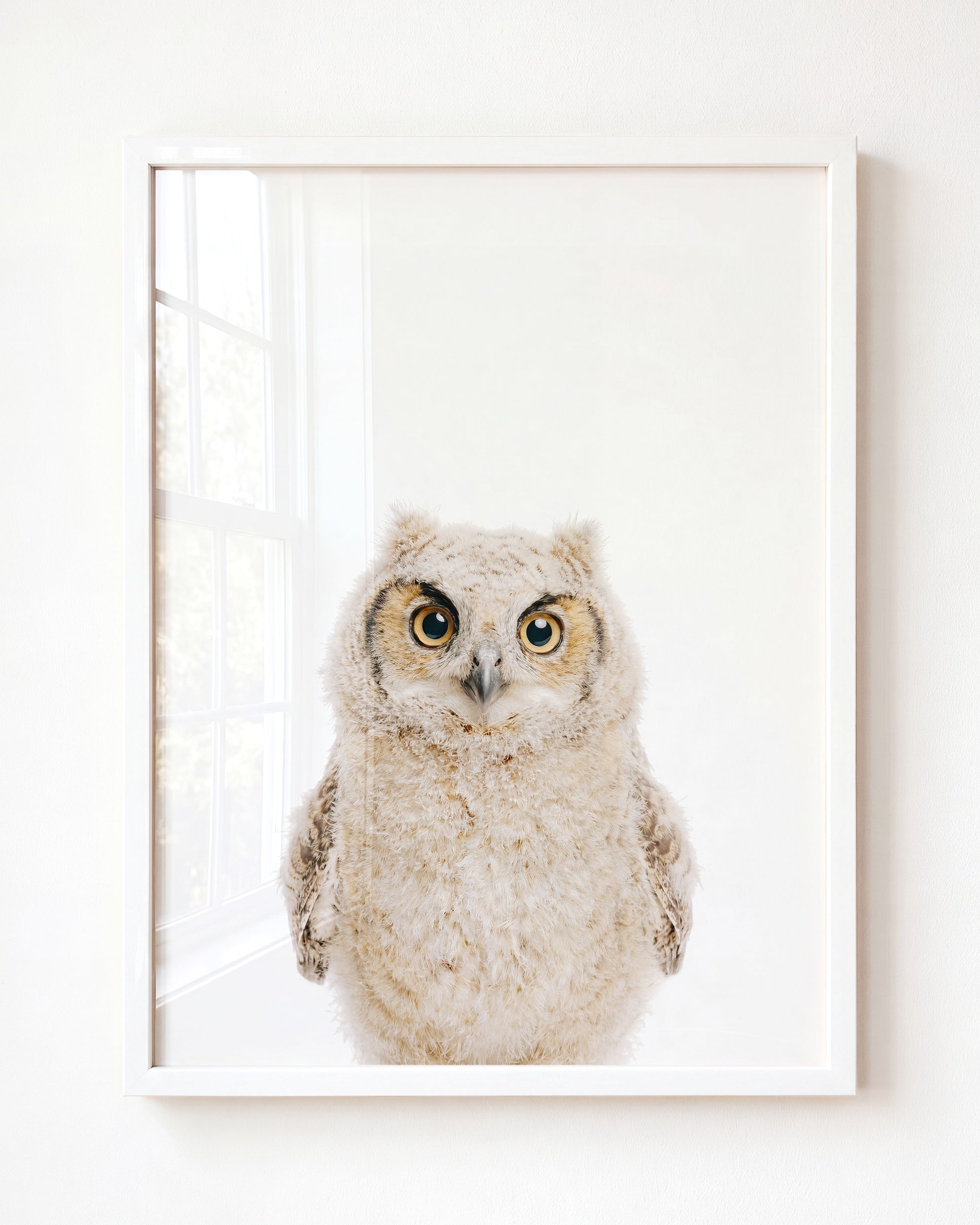 Baby Owl