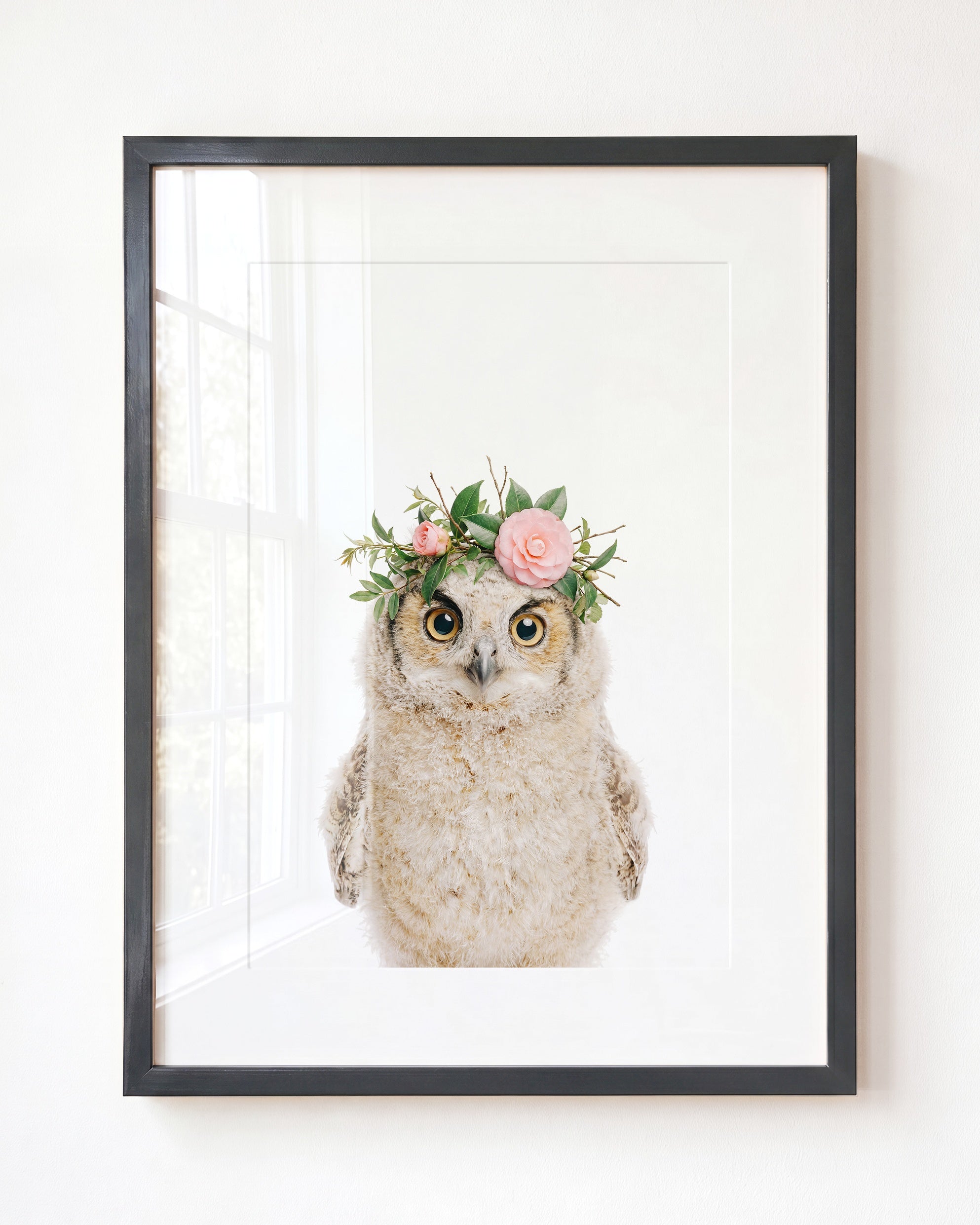 Baby Owl