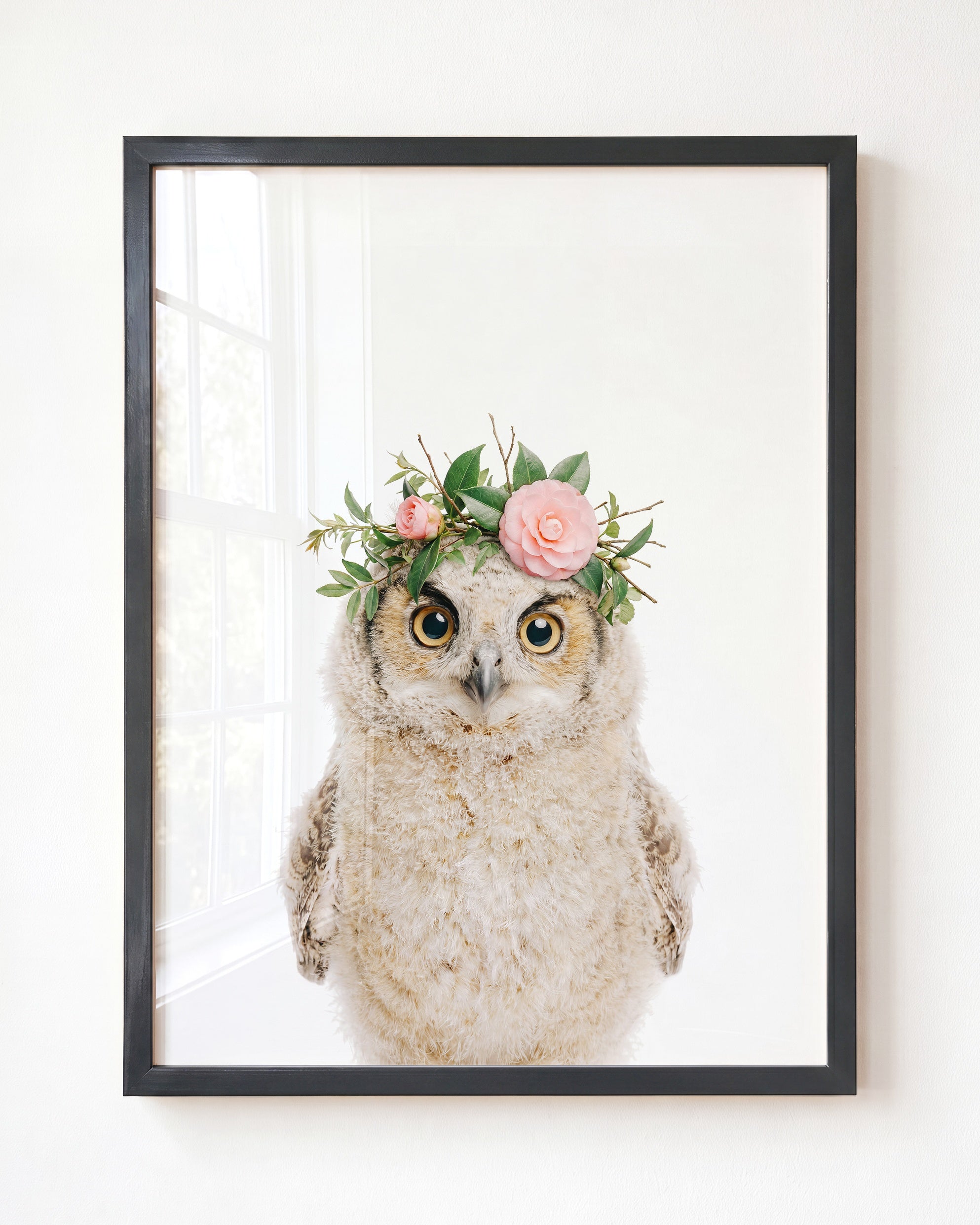 Baby Owl