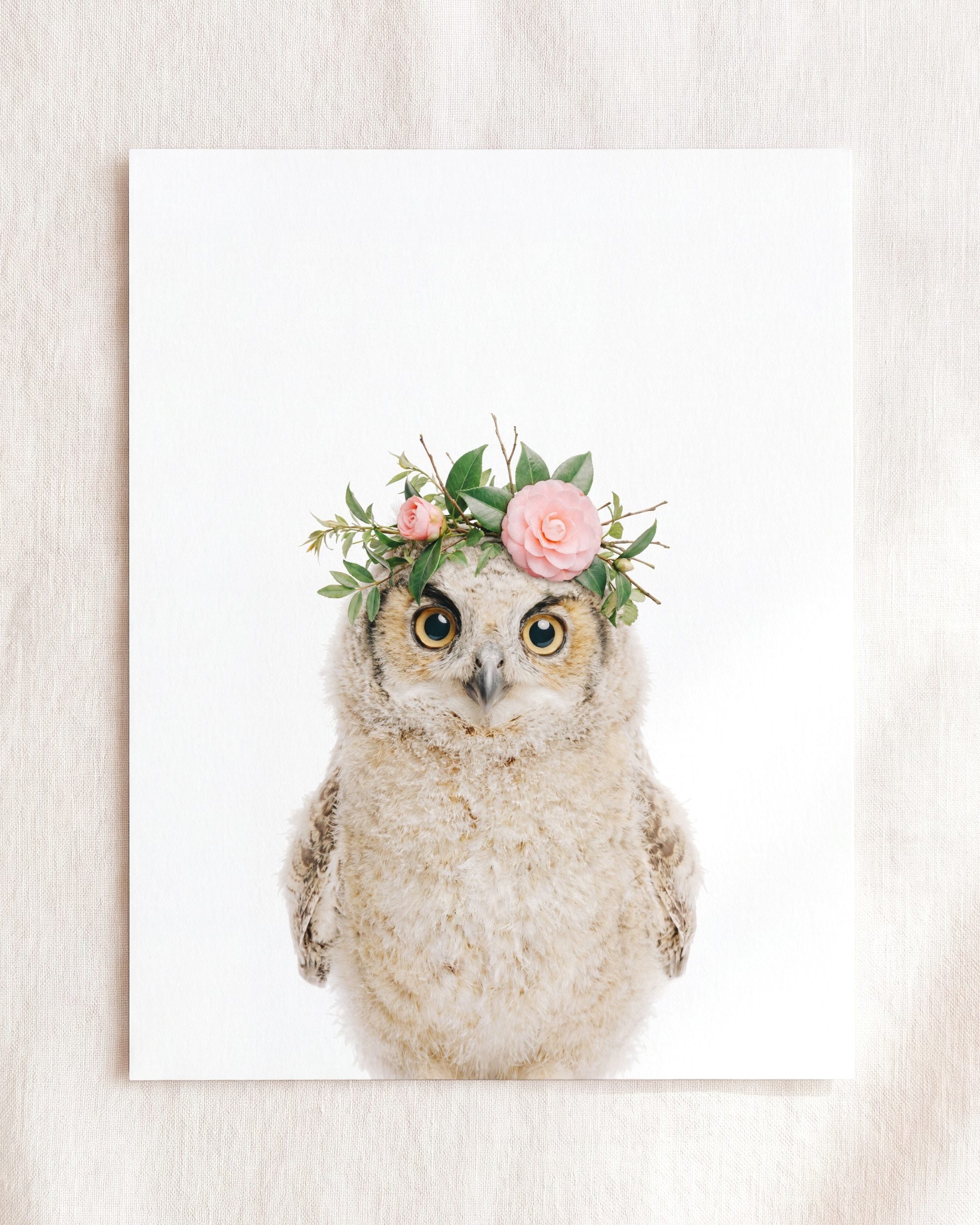 Baby Owl