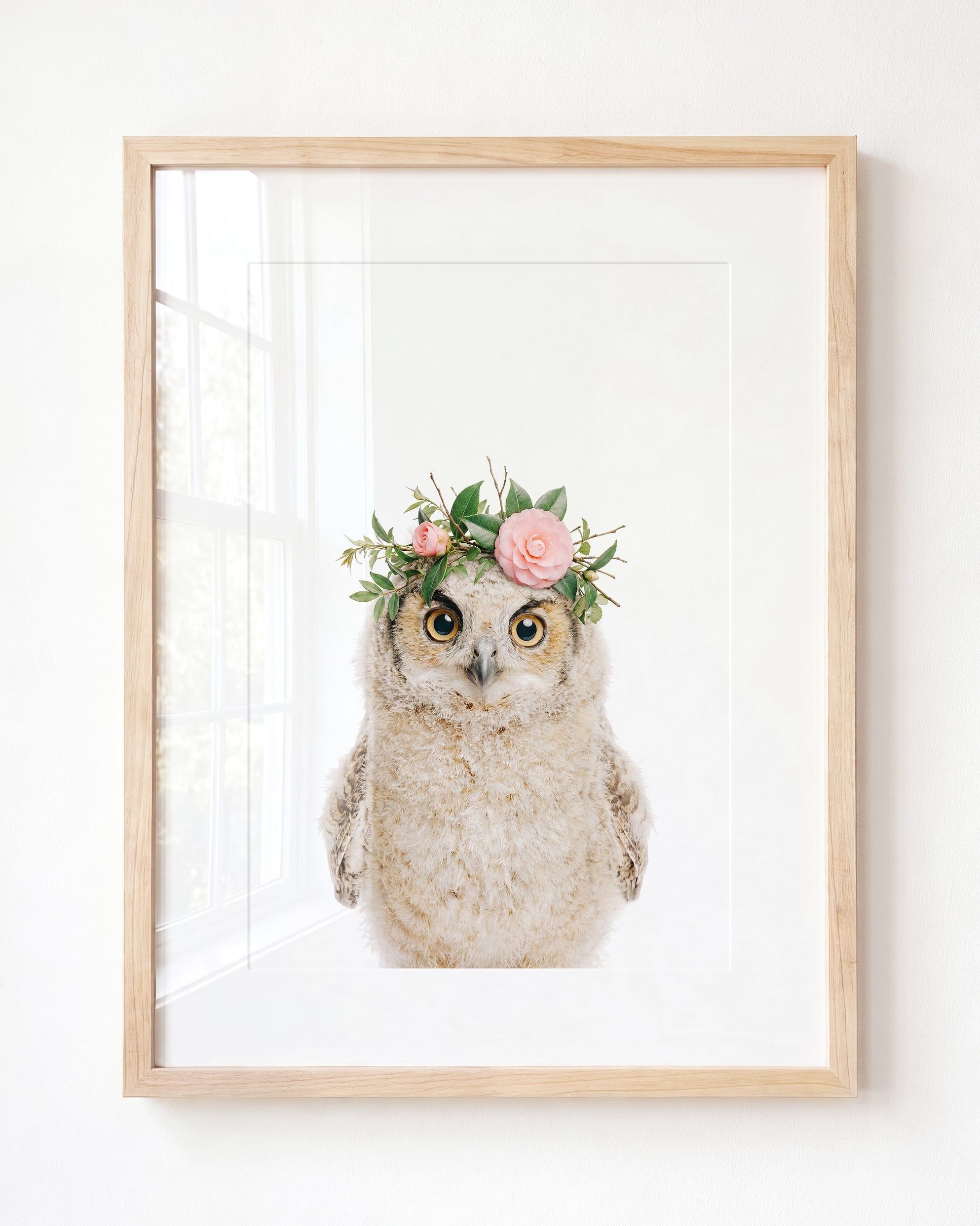 Baby Owl