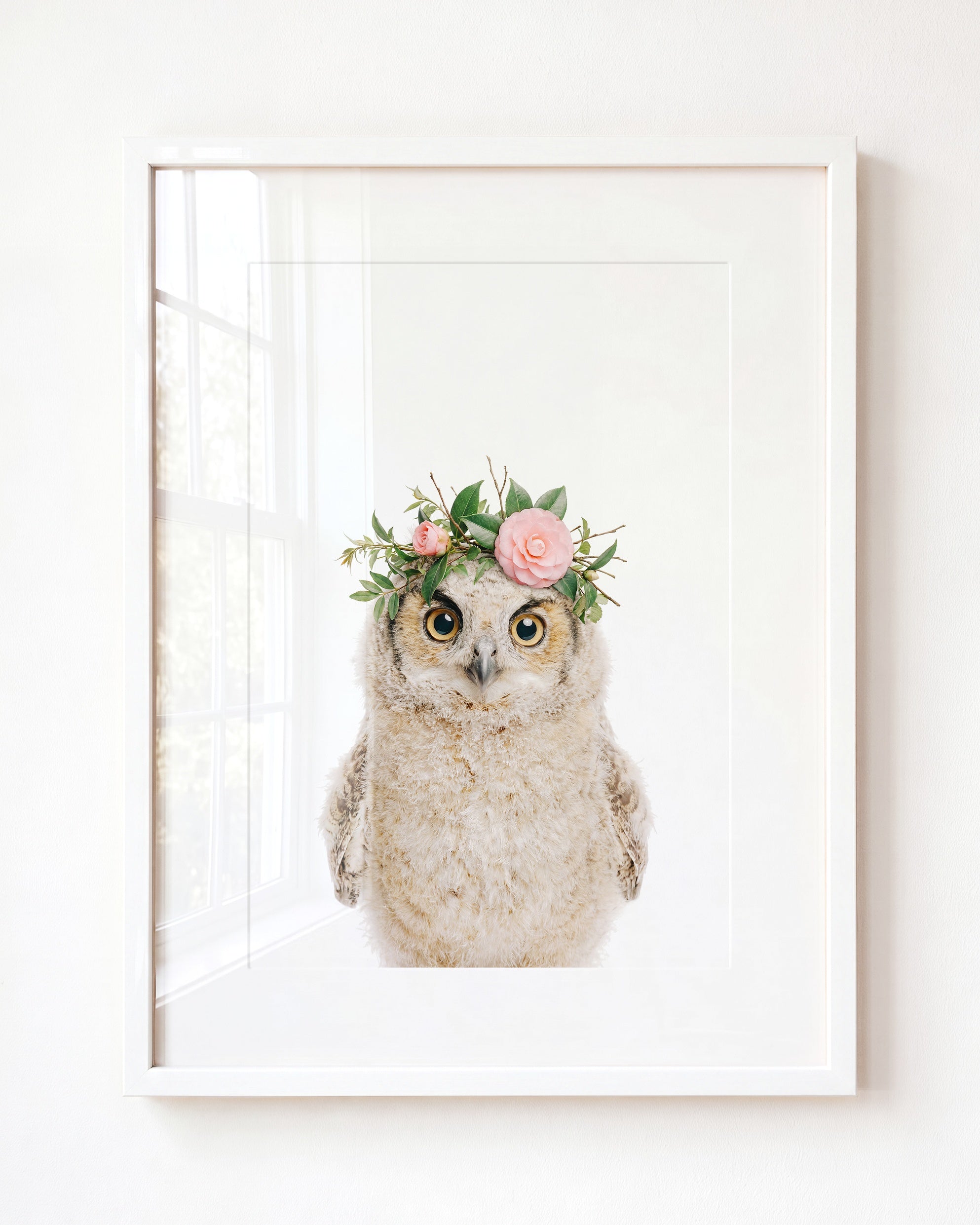 Baby Owl