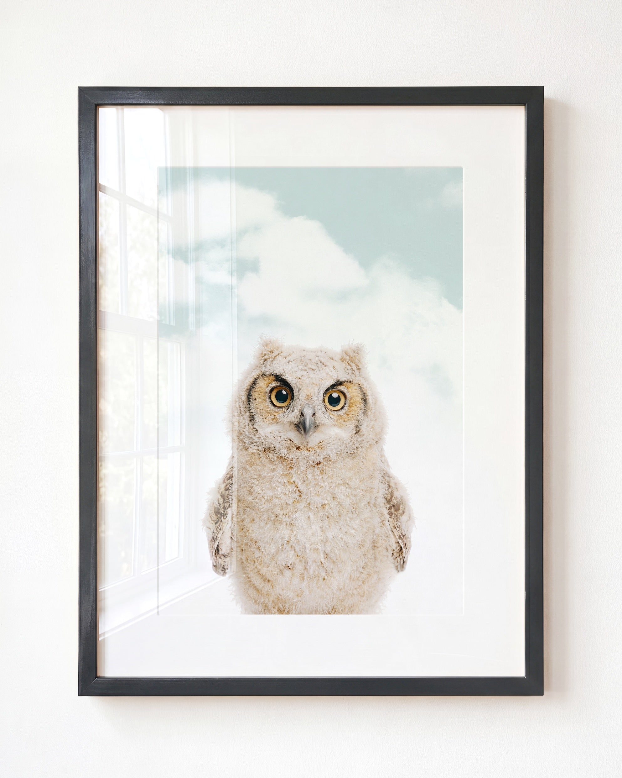 Baby Owl
