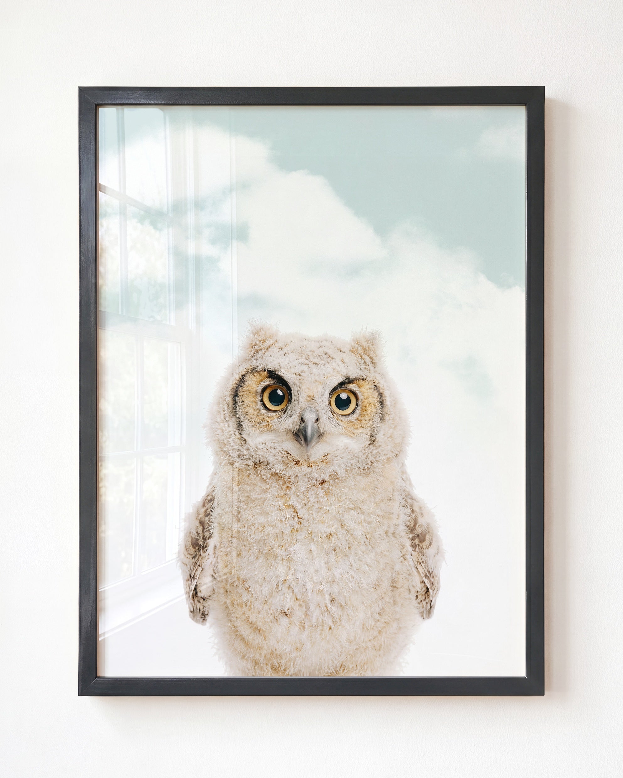 Baby Owl