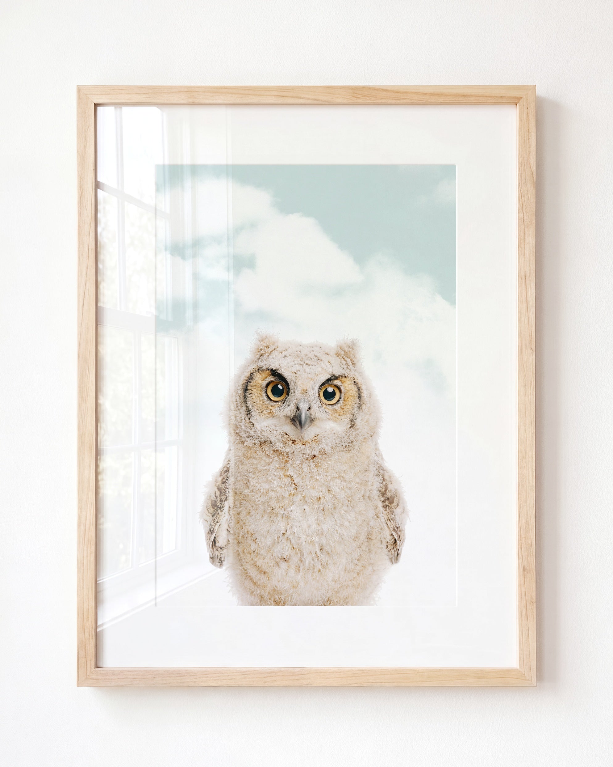 Baby Owl