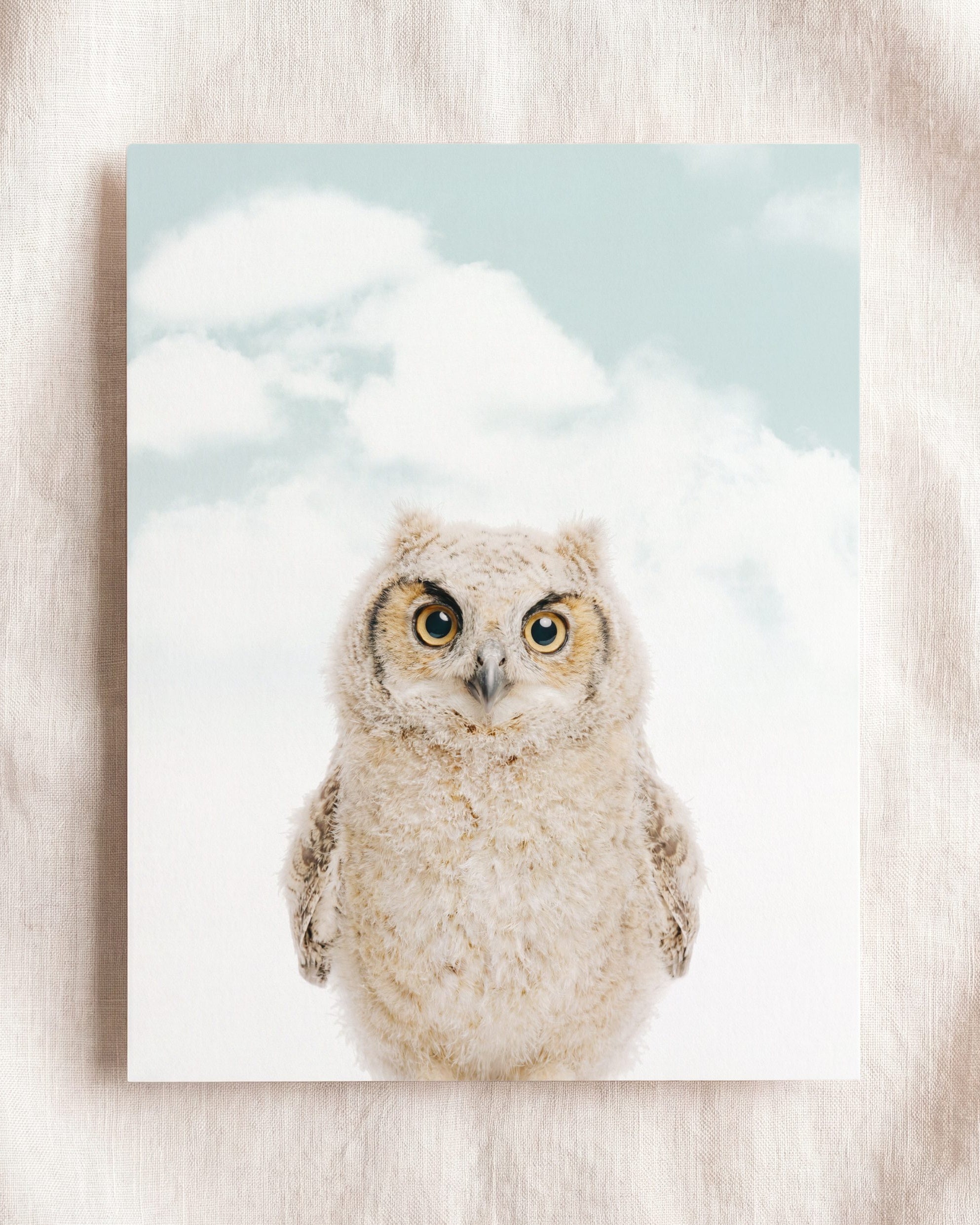 Baby Owl