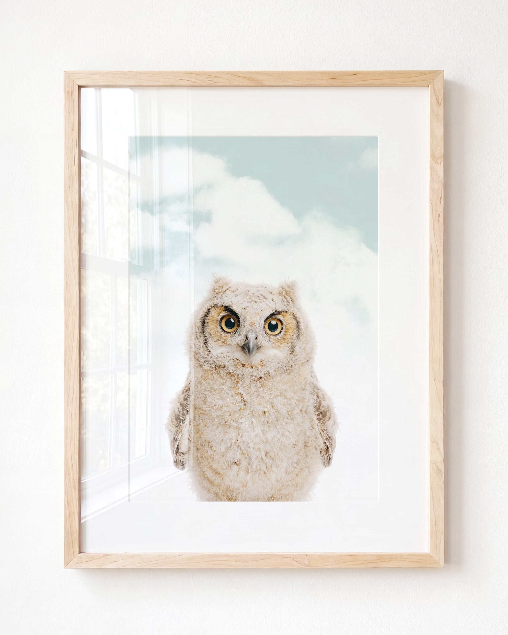 Baby Owl