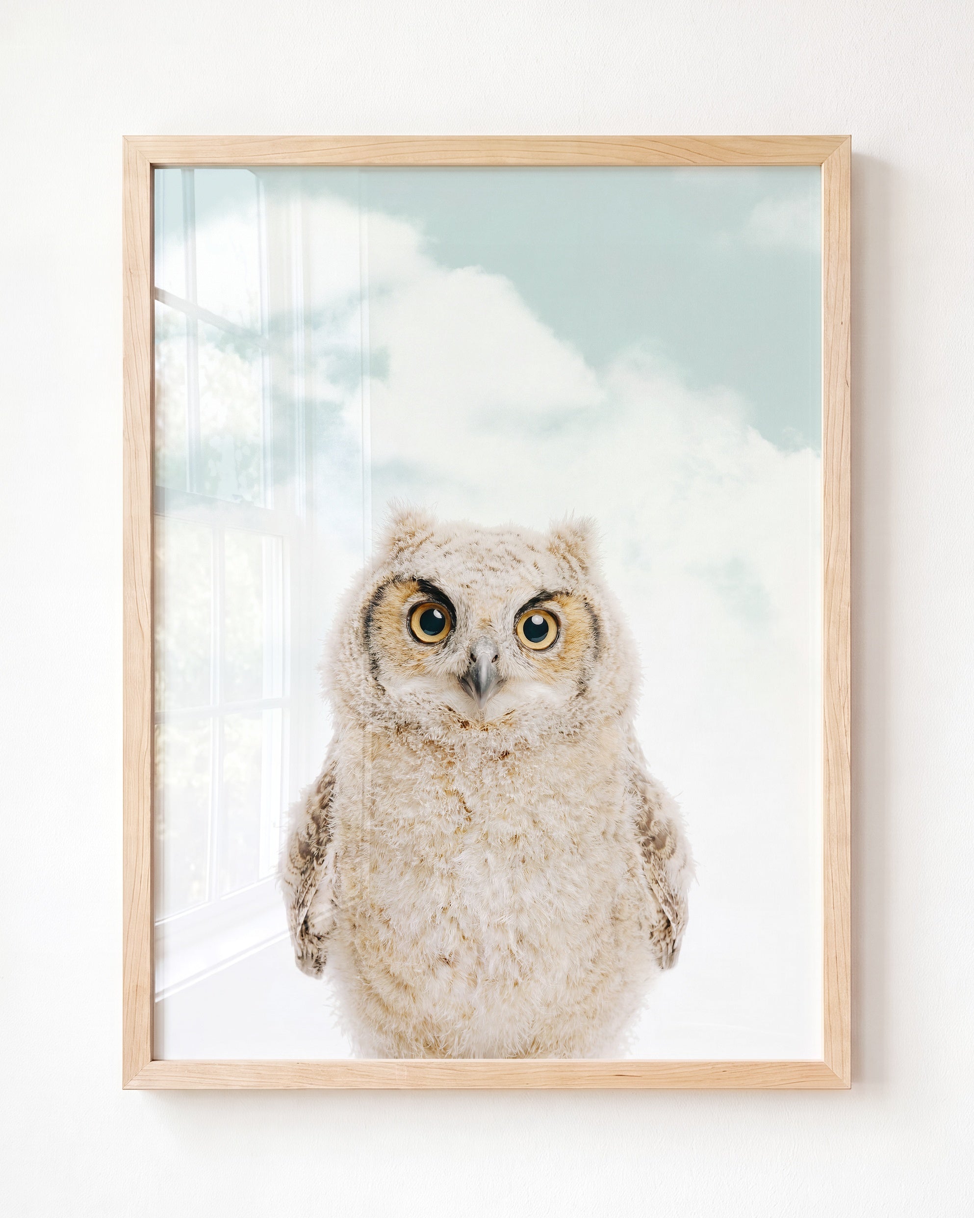 Baby Owl
