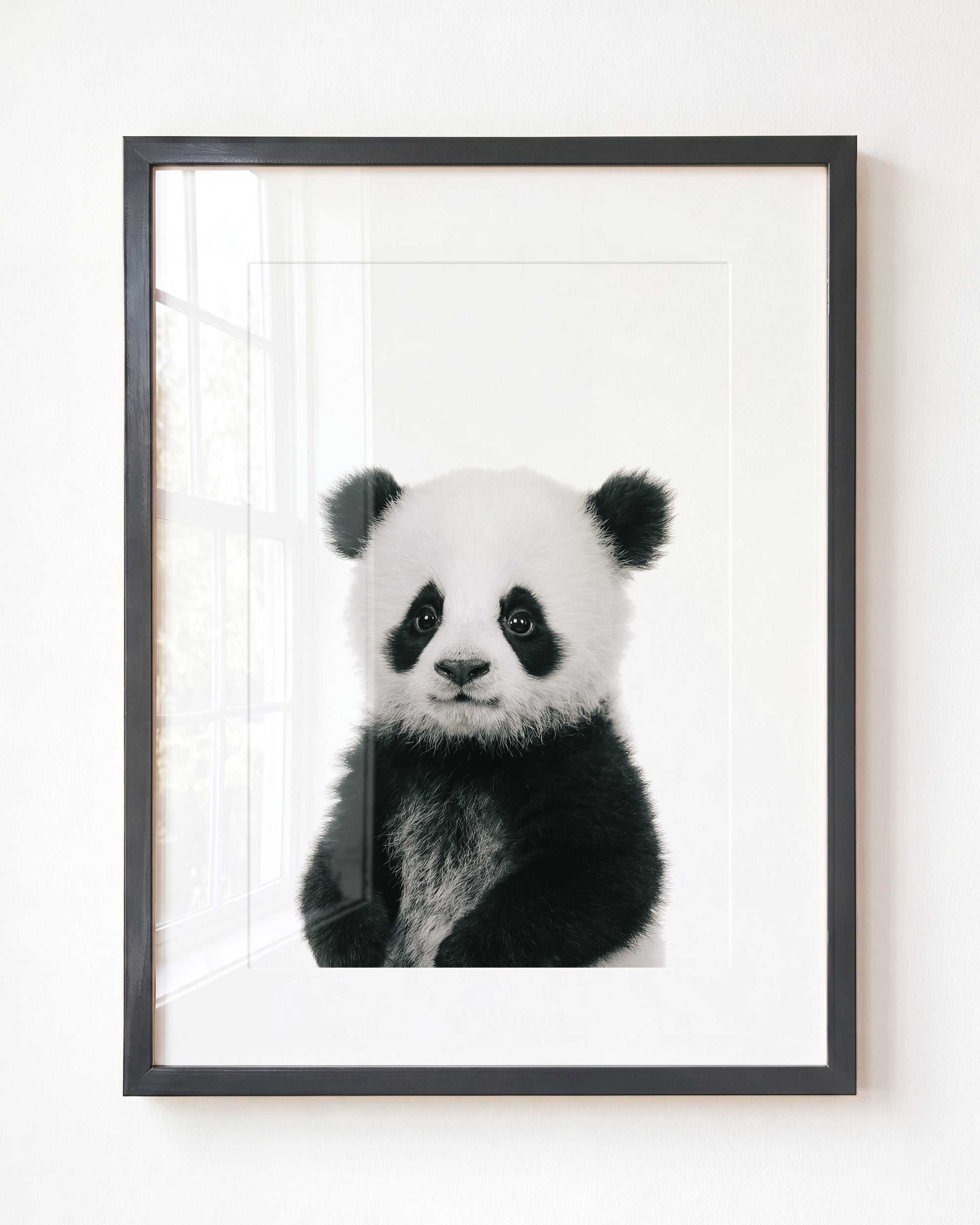 Baby Panda