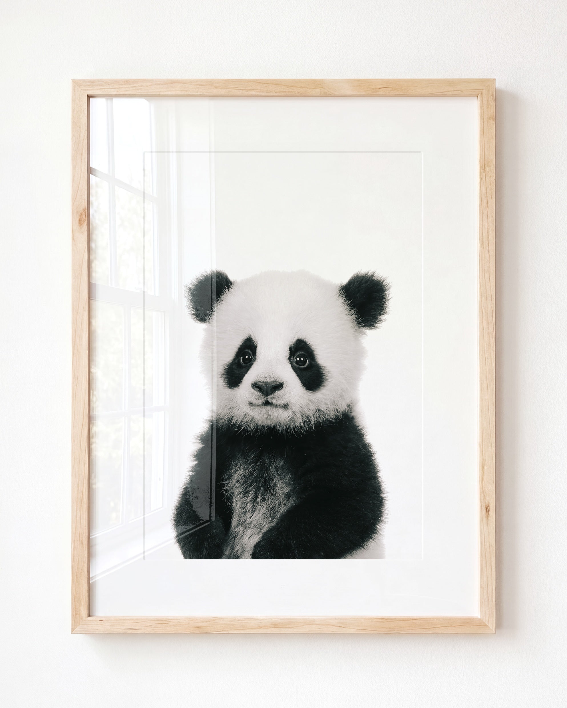 Baby Panda