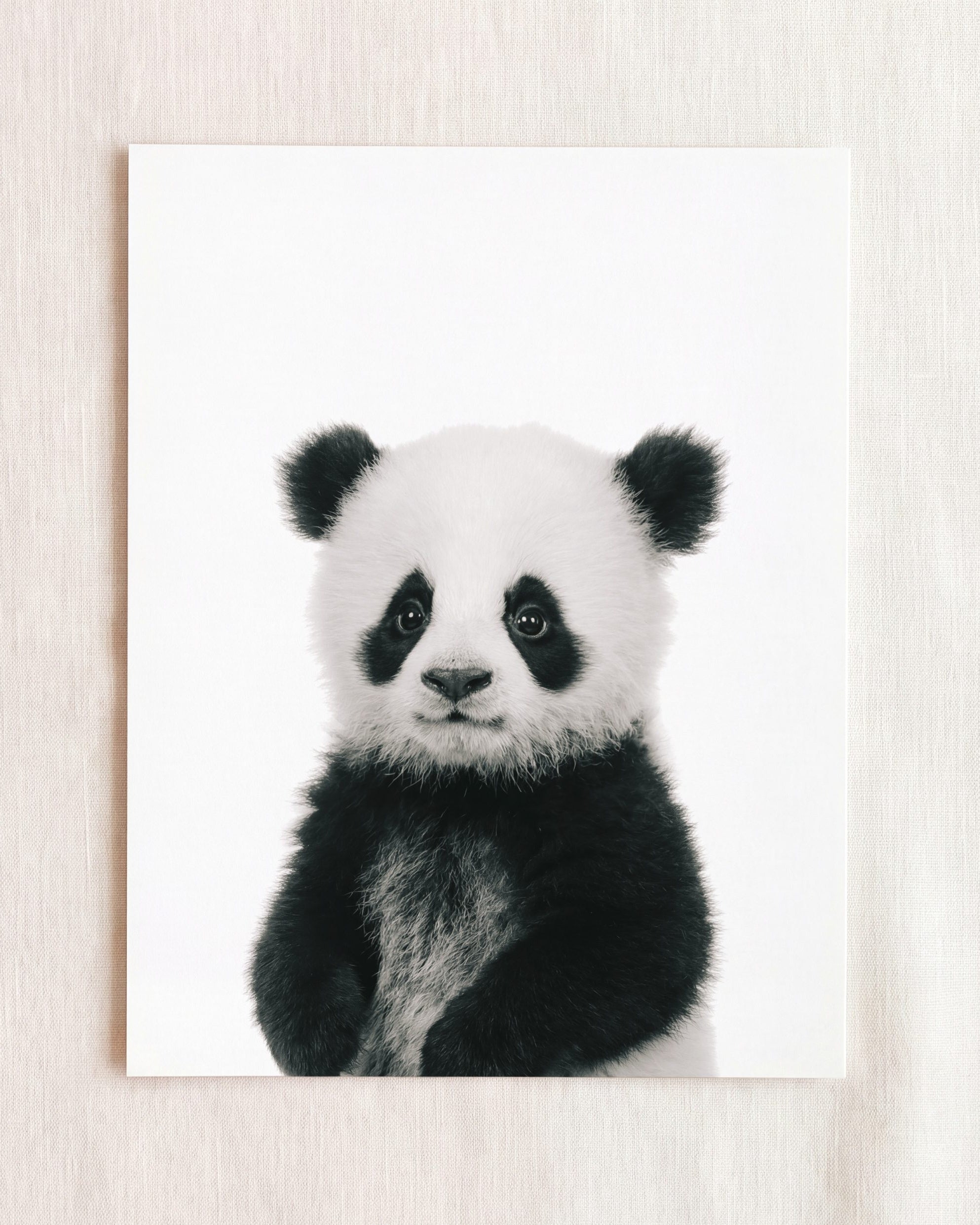Baby Panda
