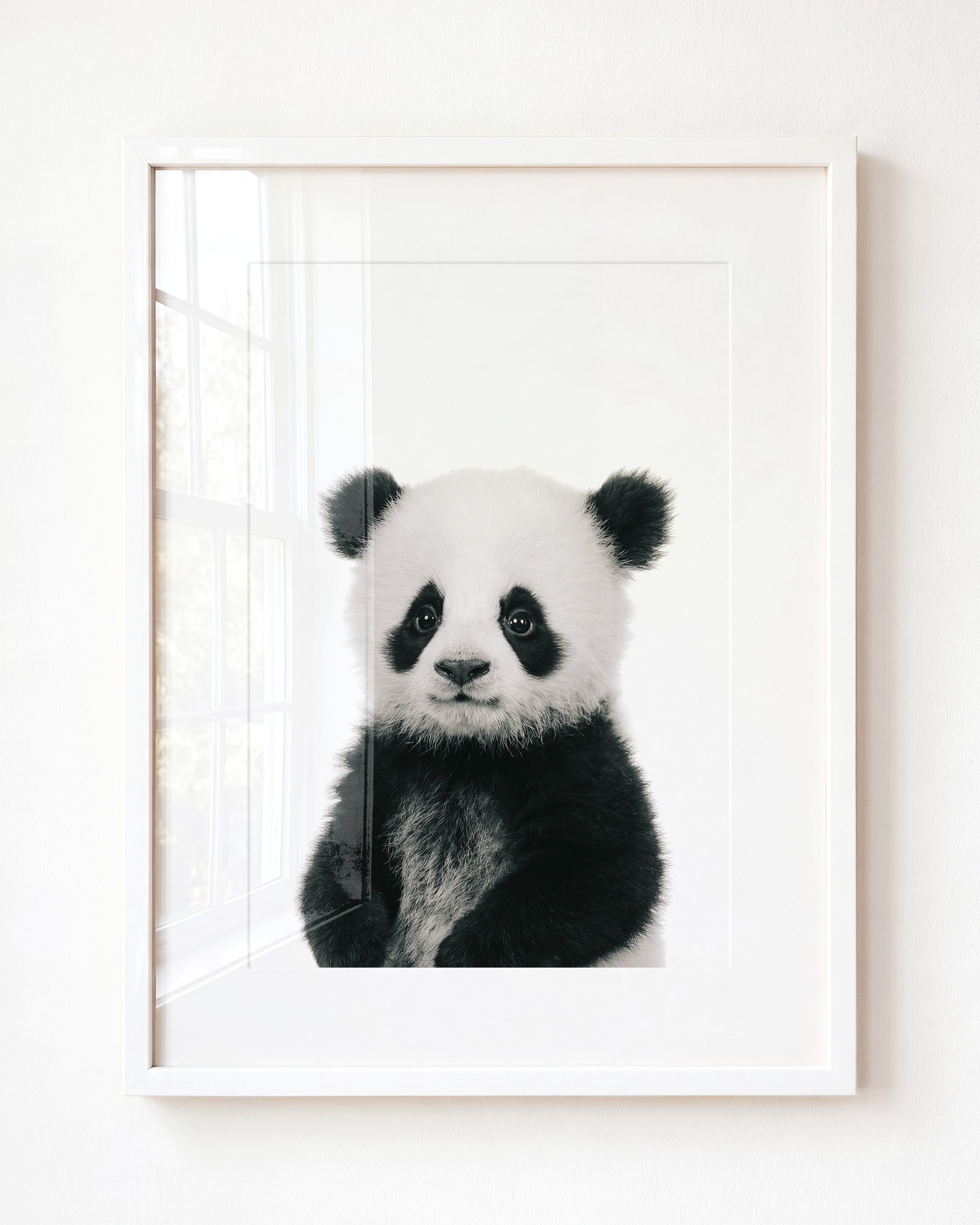 Baby Panda