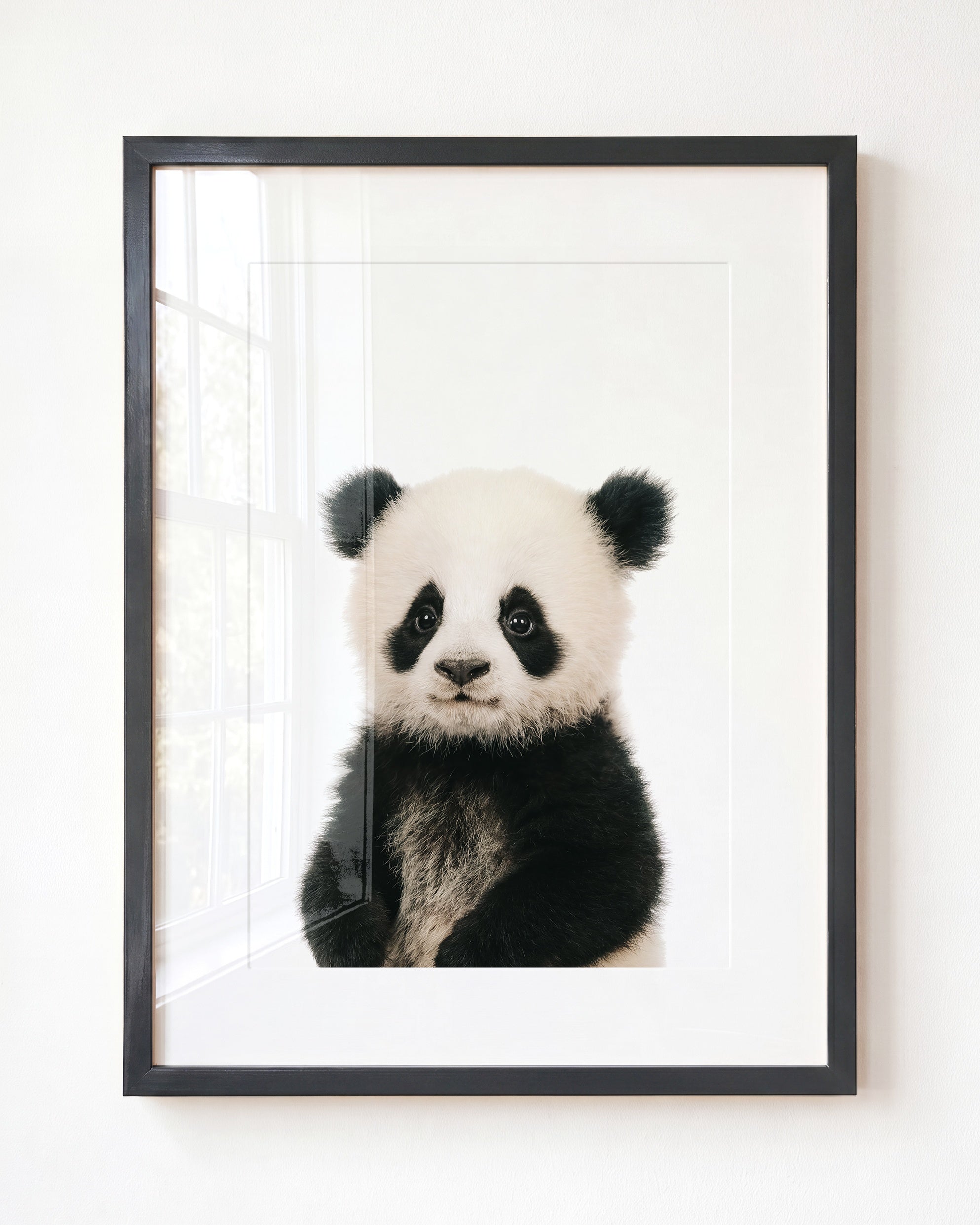 Baby Panda