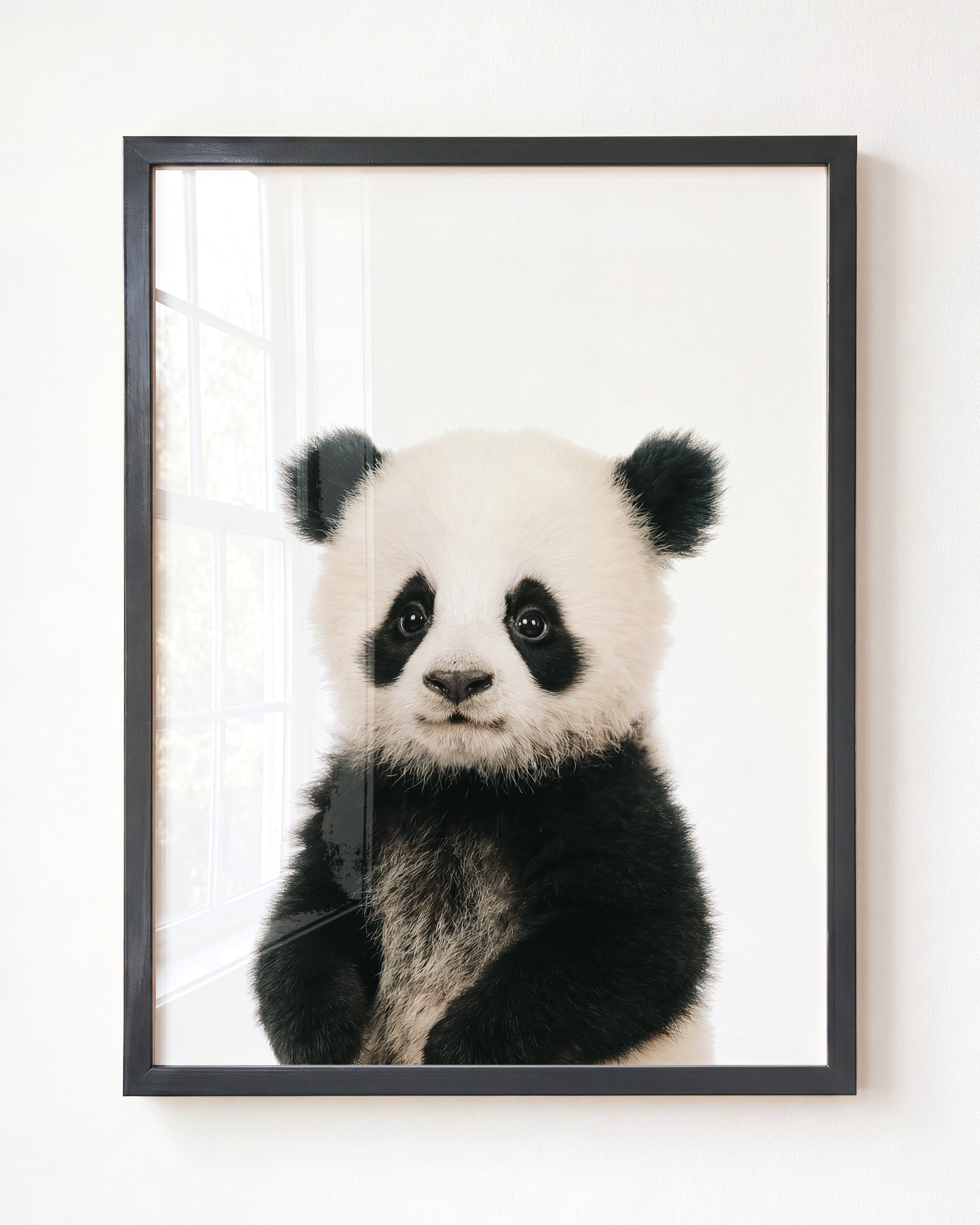 Baby Panda