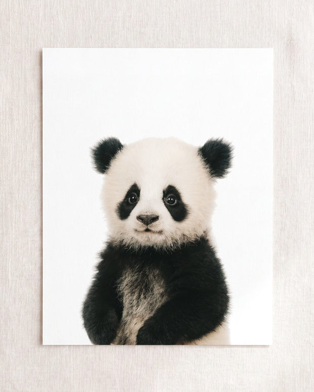 Baby Panda