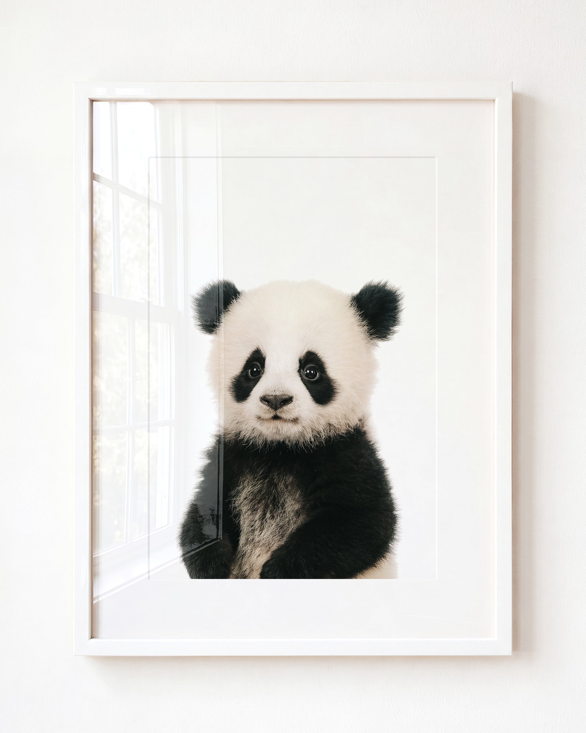 Baby Panda
