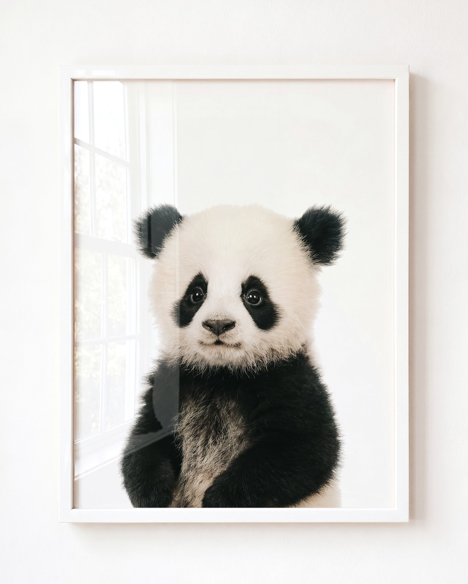 Baby Panda