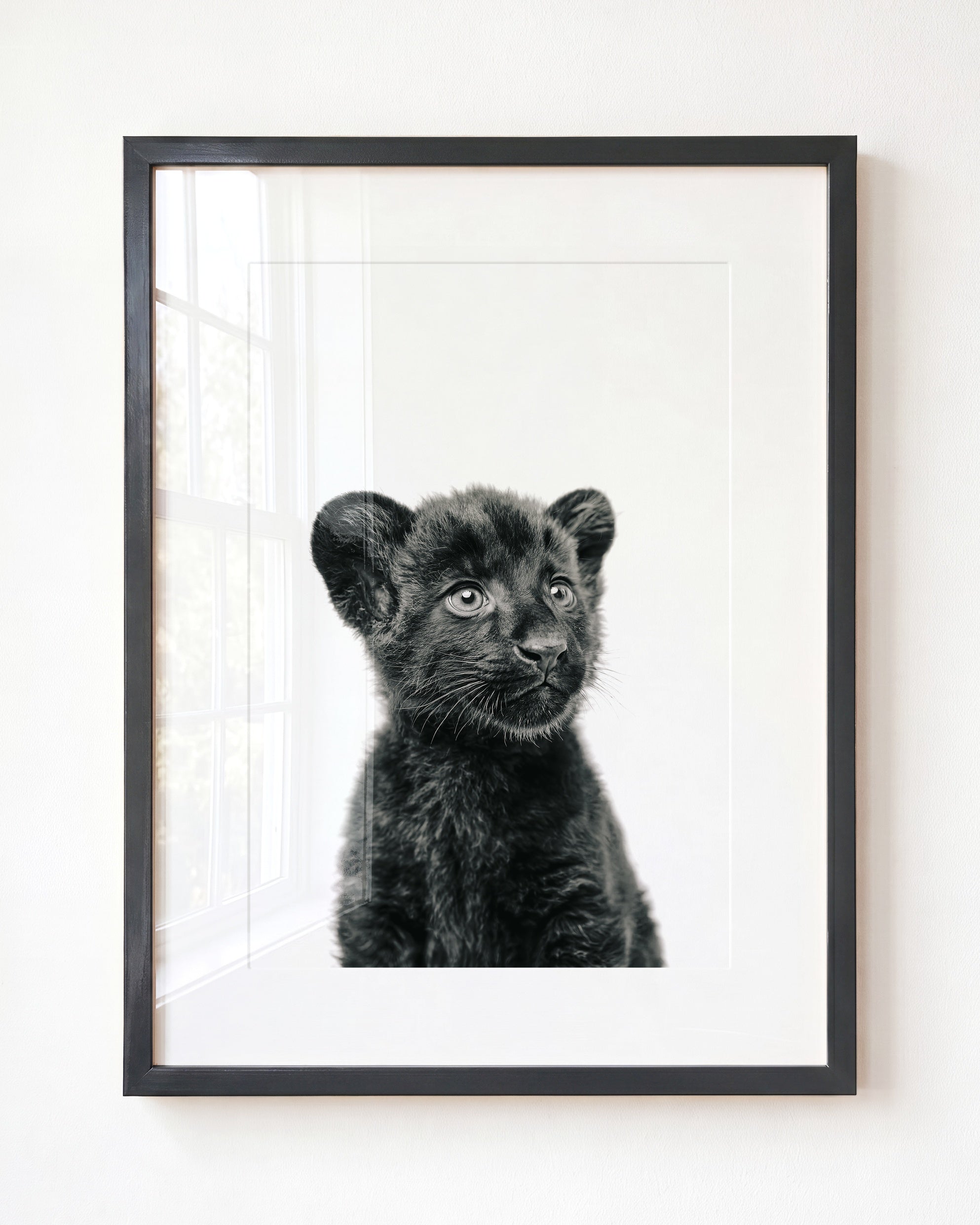 Baby Panther