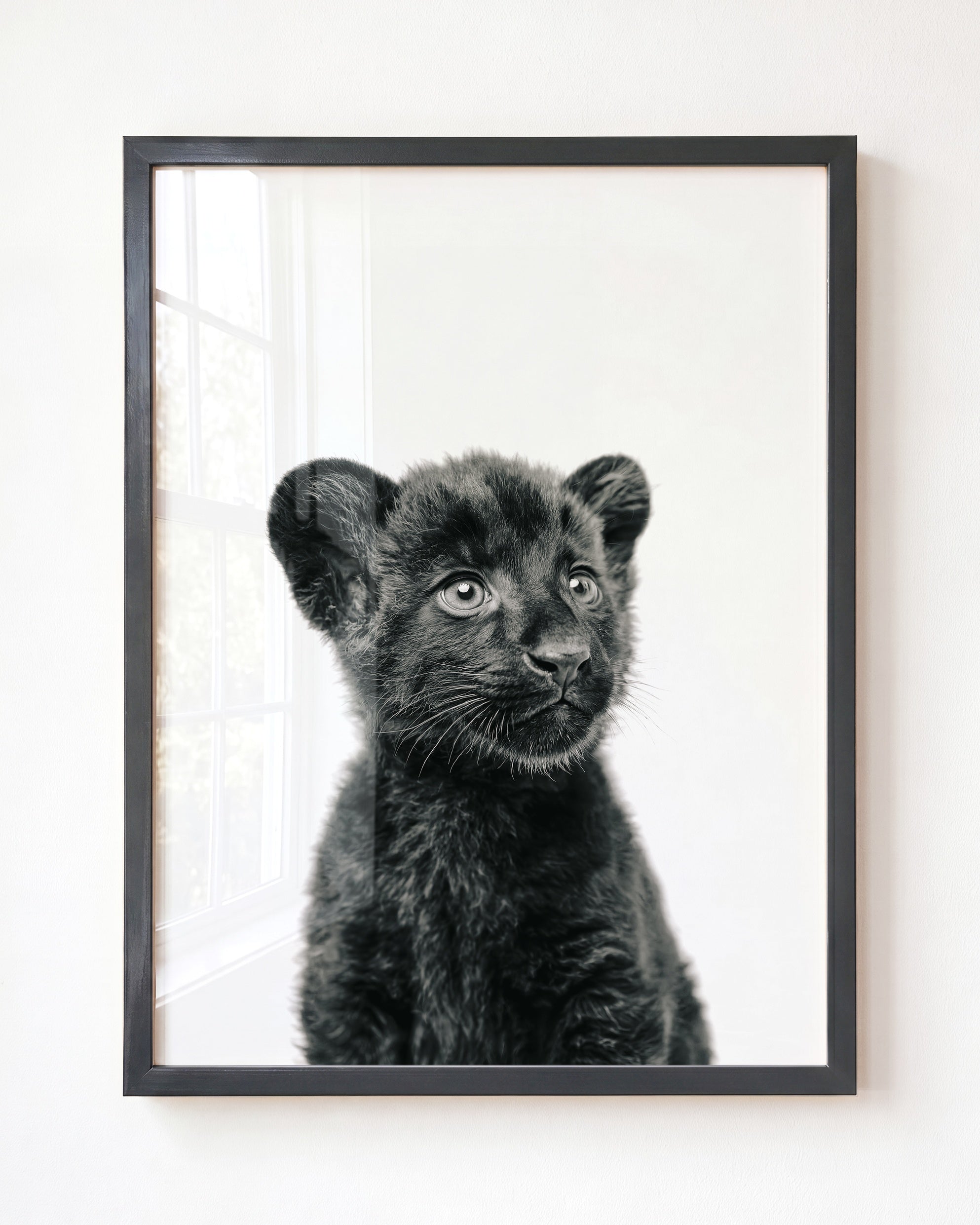 Baby Panther