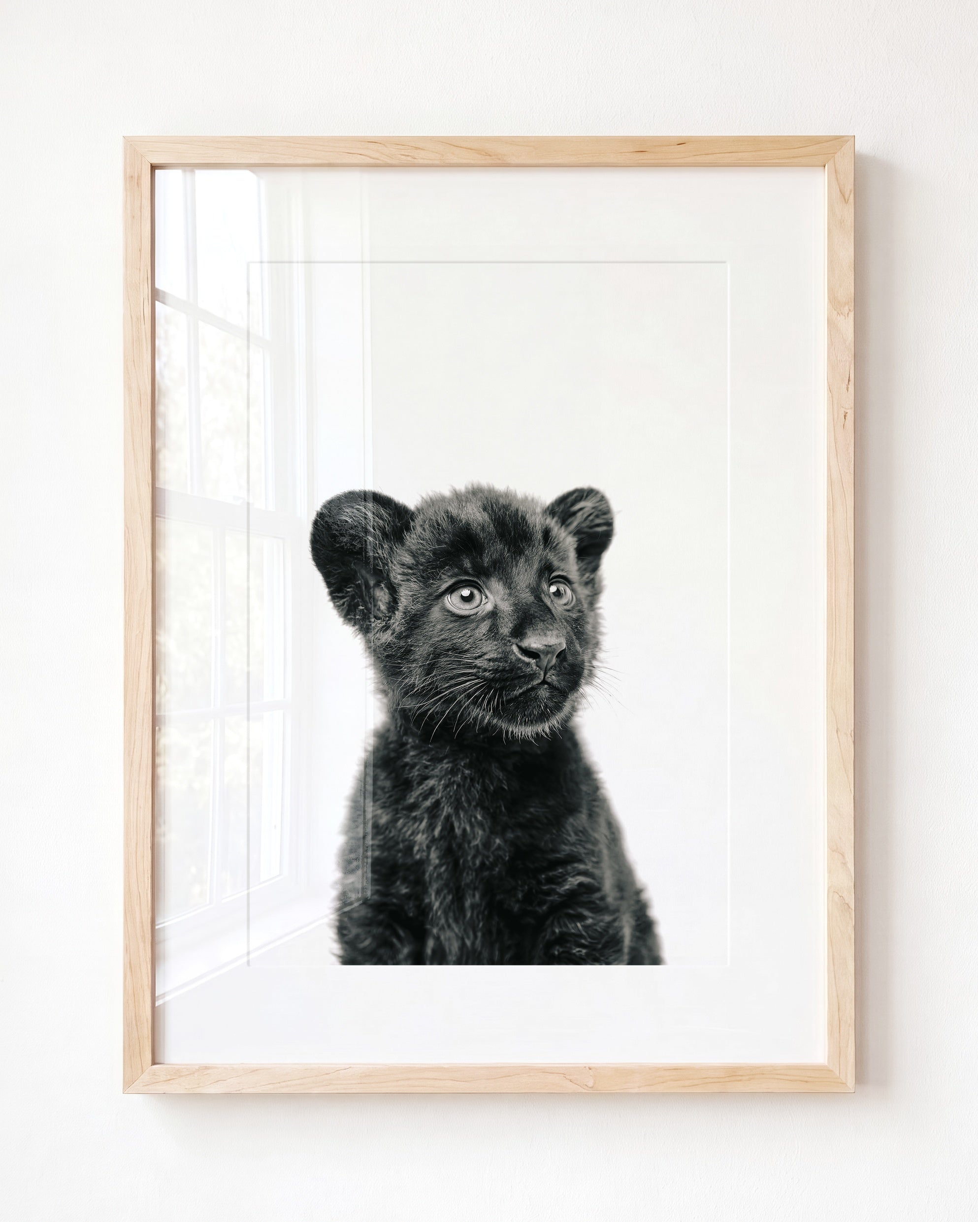 Baby Panther