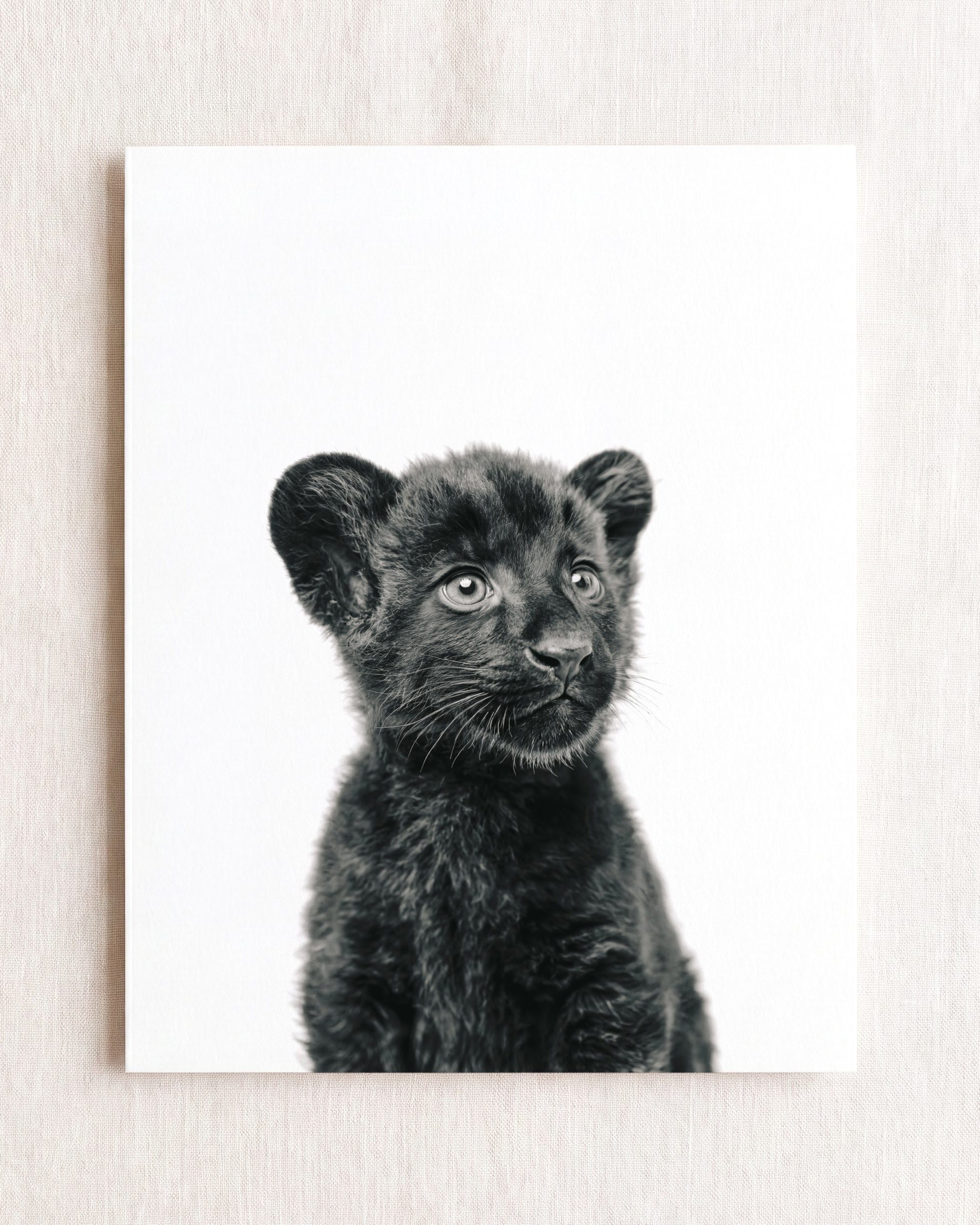 Baby Panther