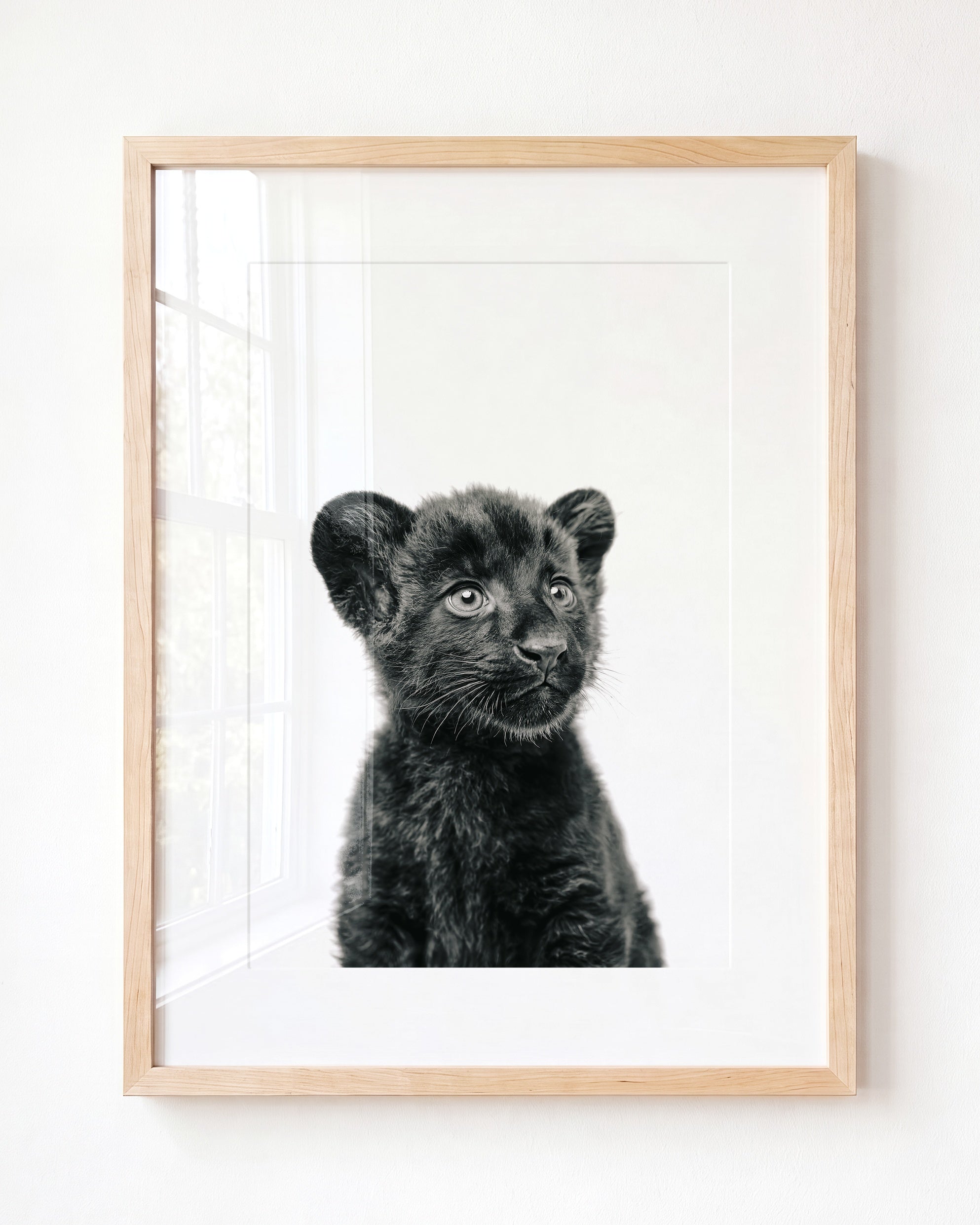 Baby Panther