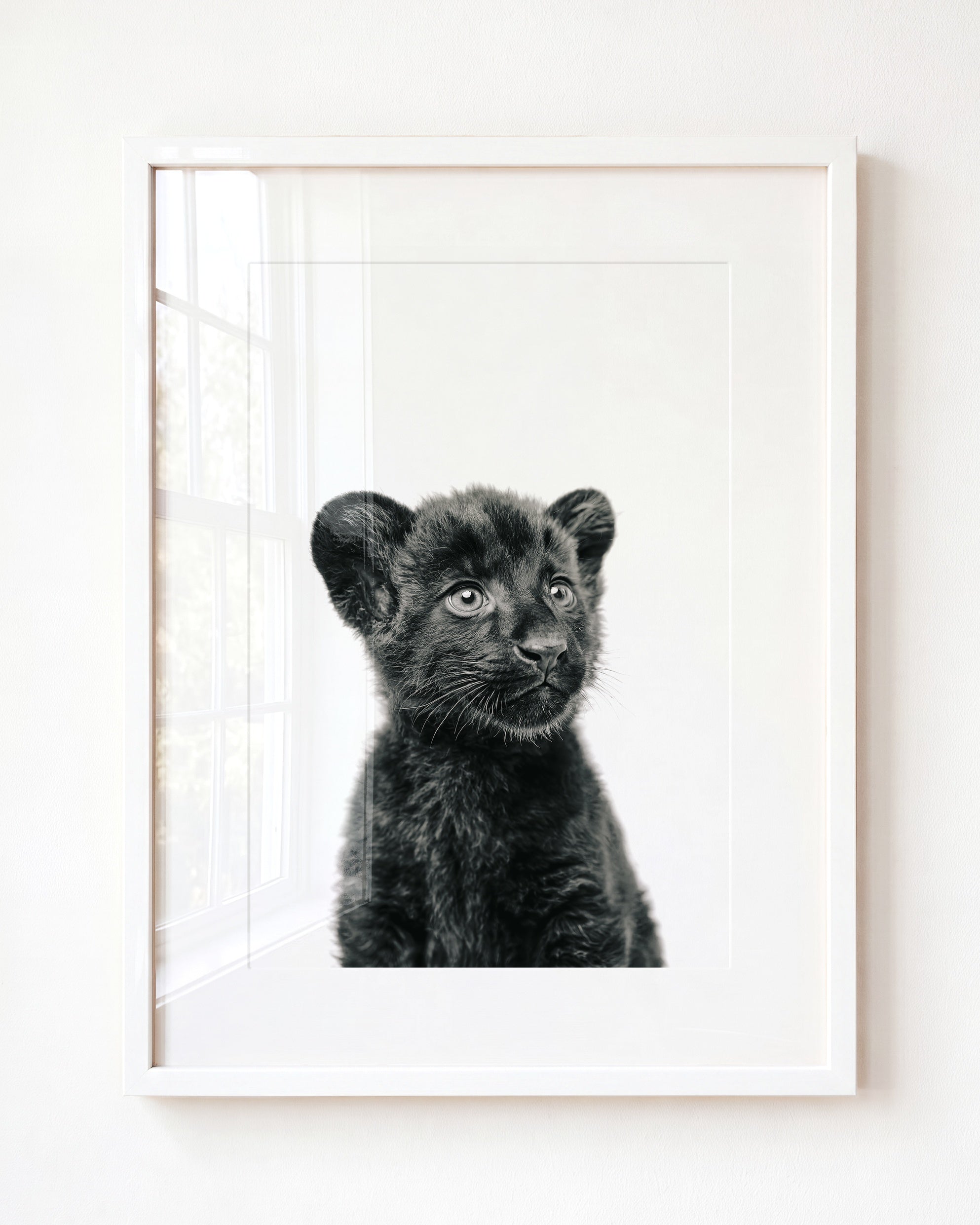 Baby Panther