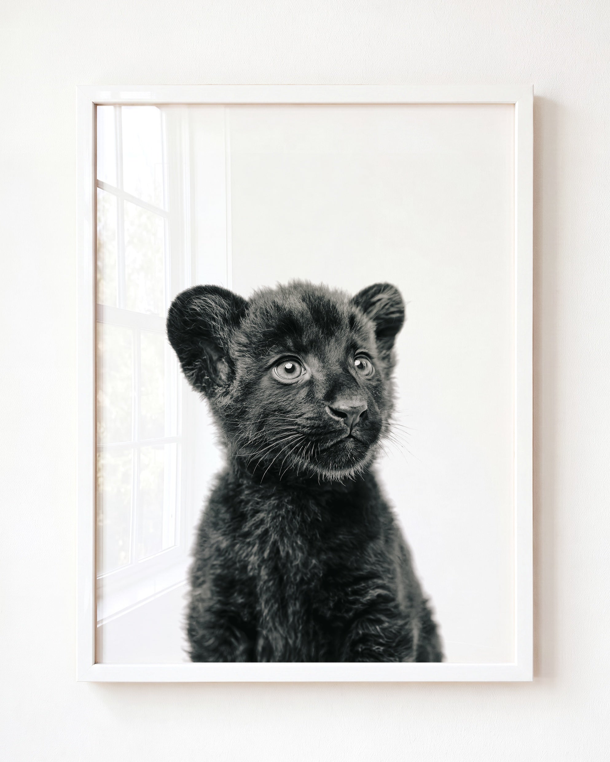 Baby Panther