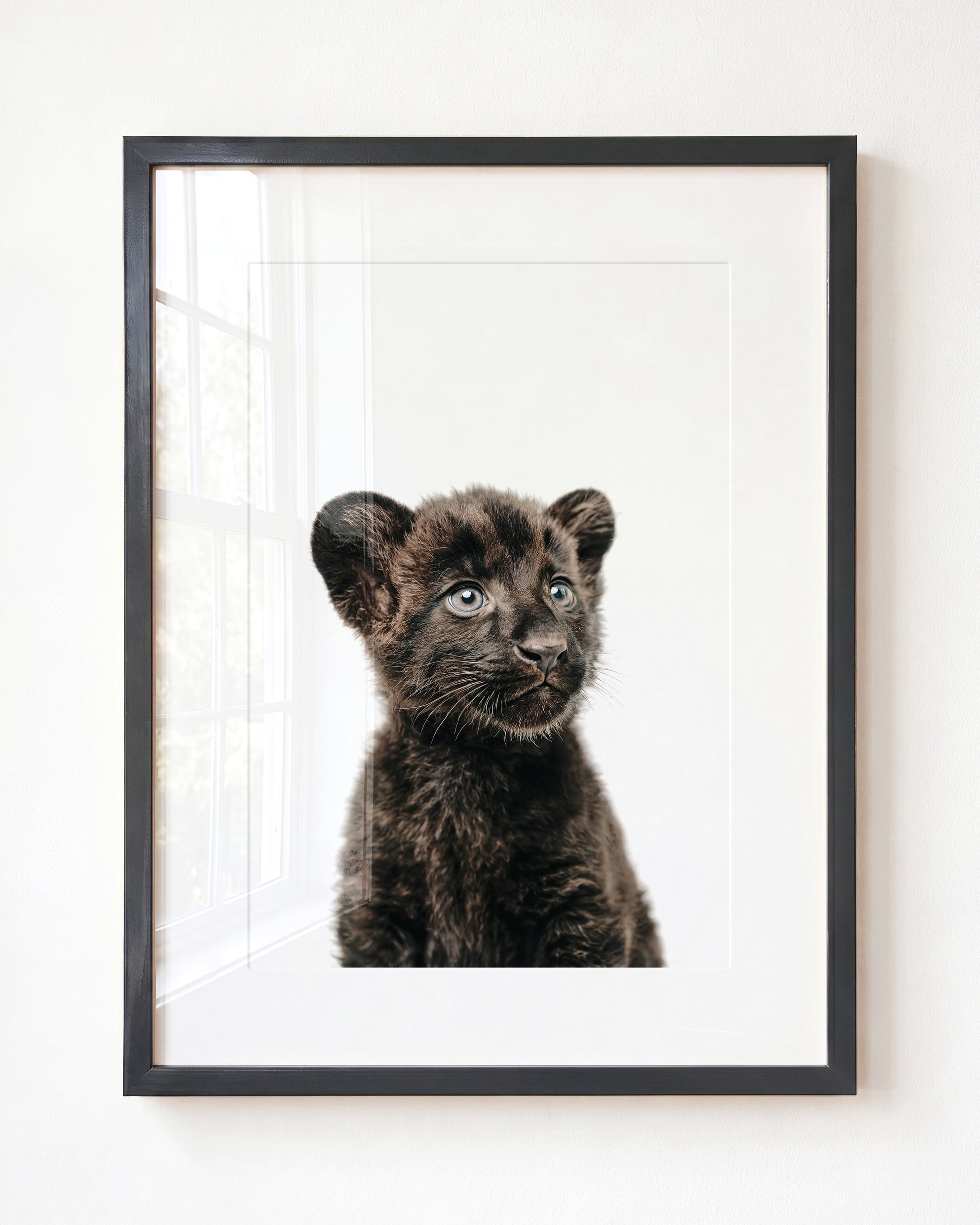 Baby Panther