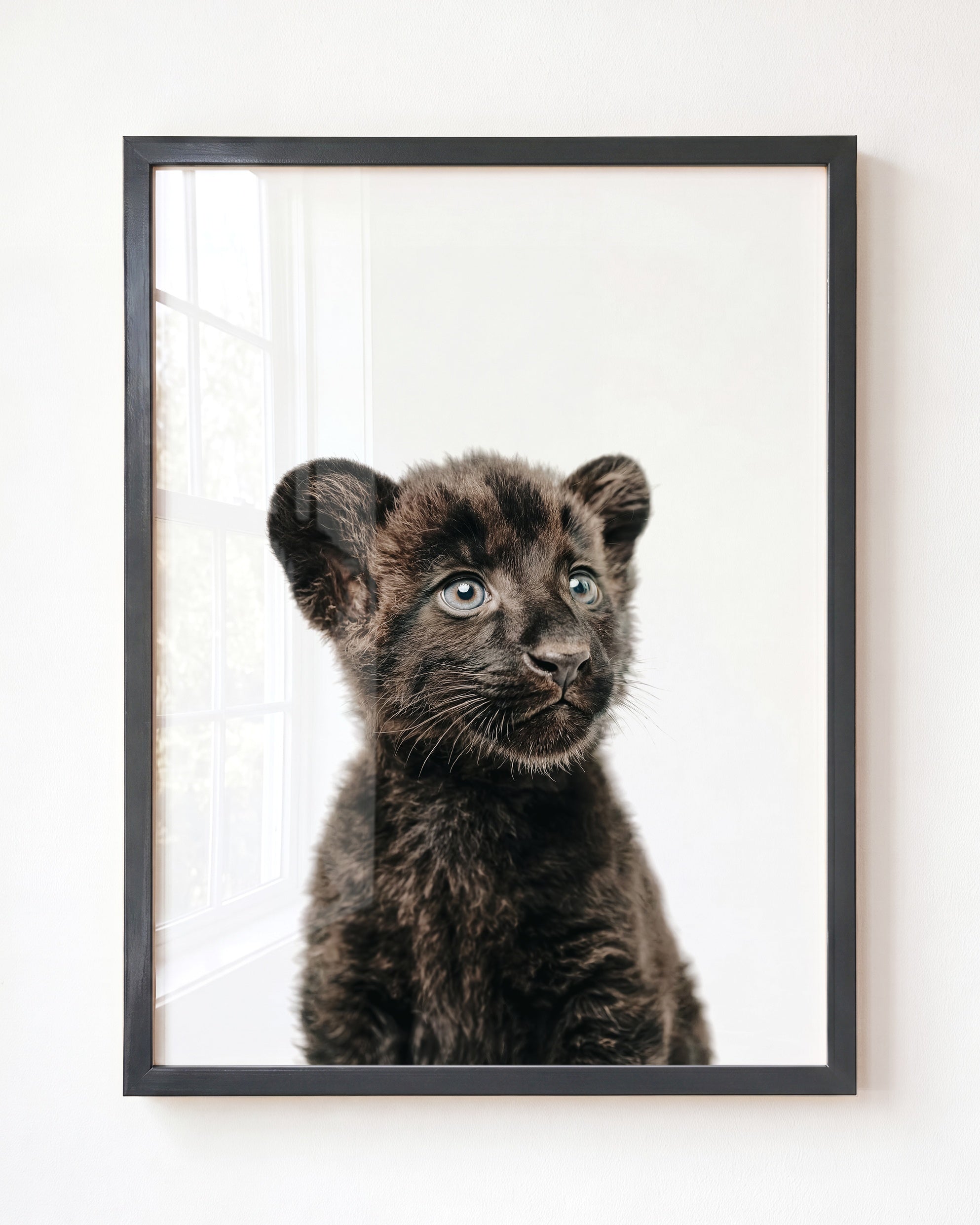 Baby Panther
