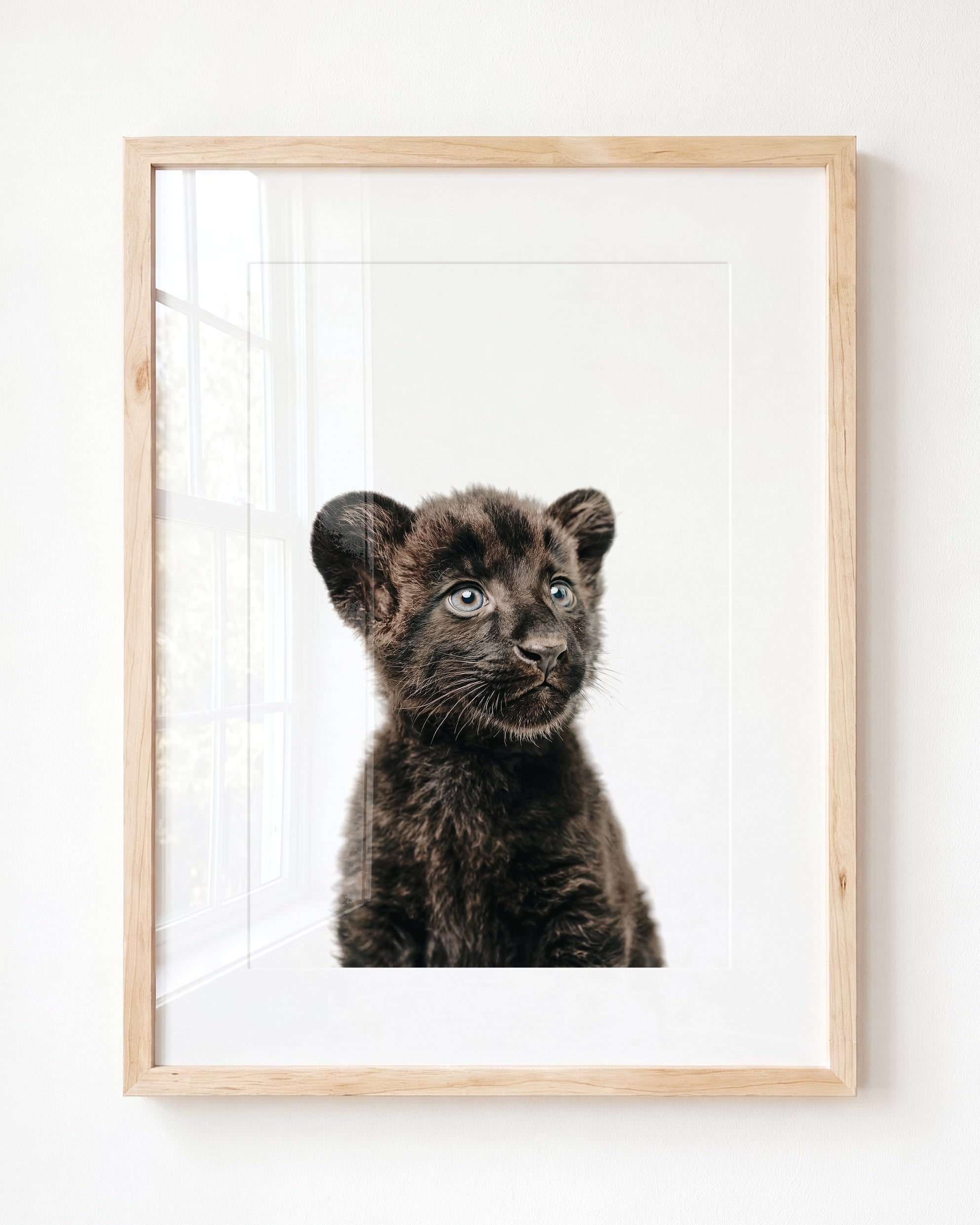 Baby Panther