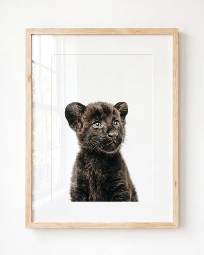 Baby Panther