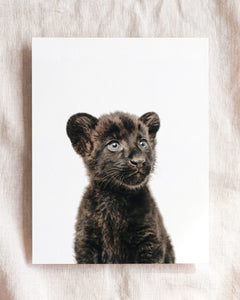 Baby Panther