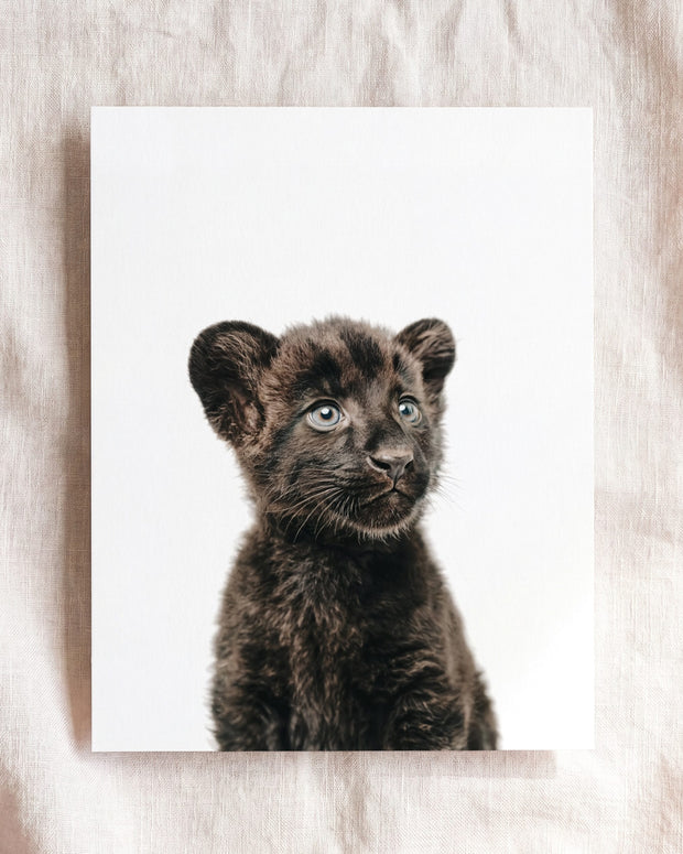 Baby Panther
