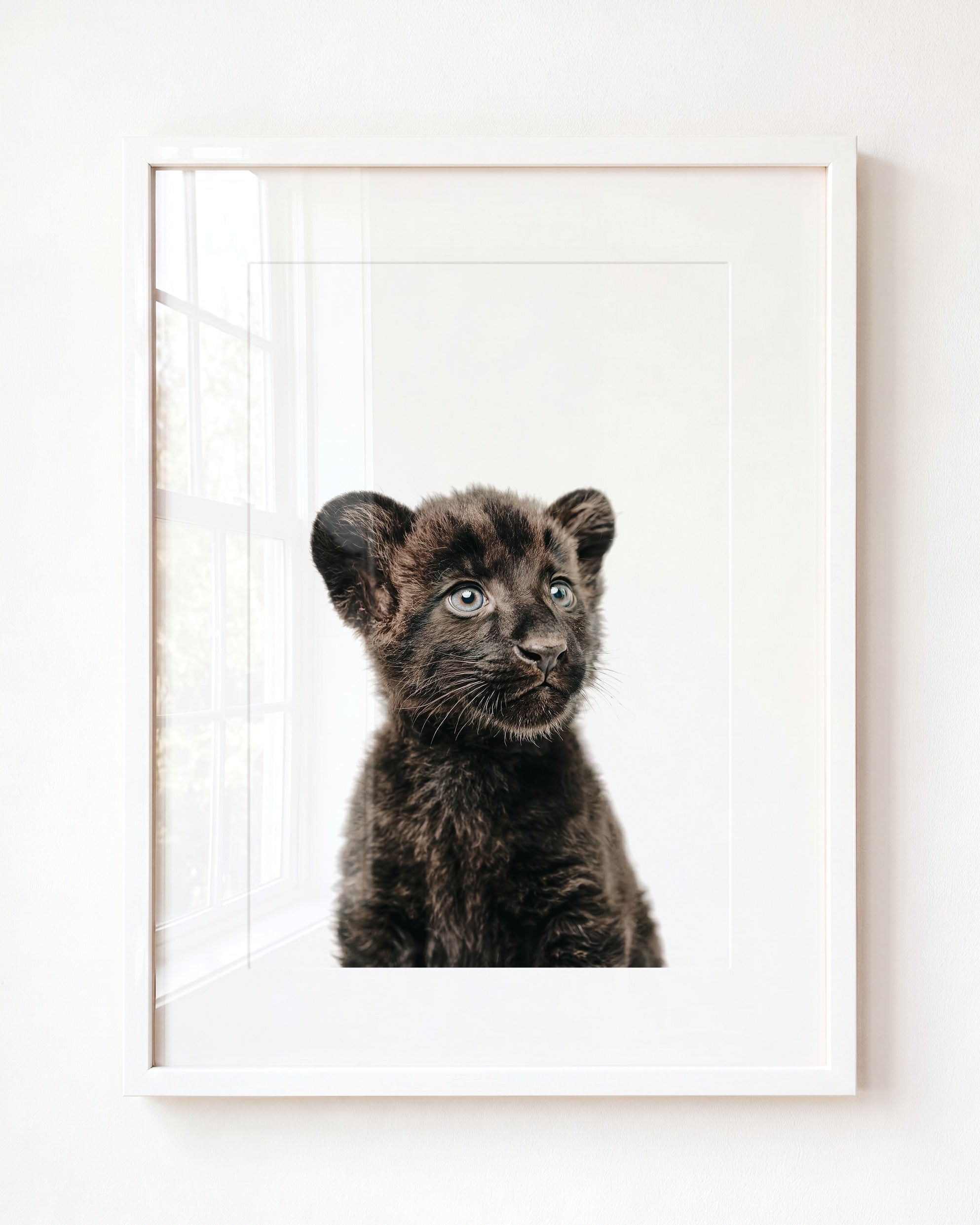 Baby Panther