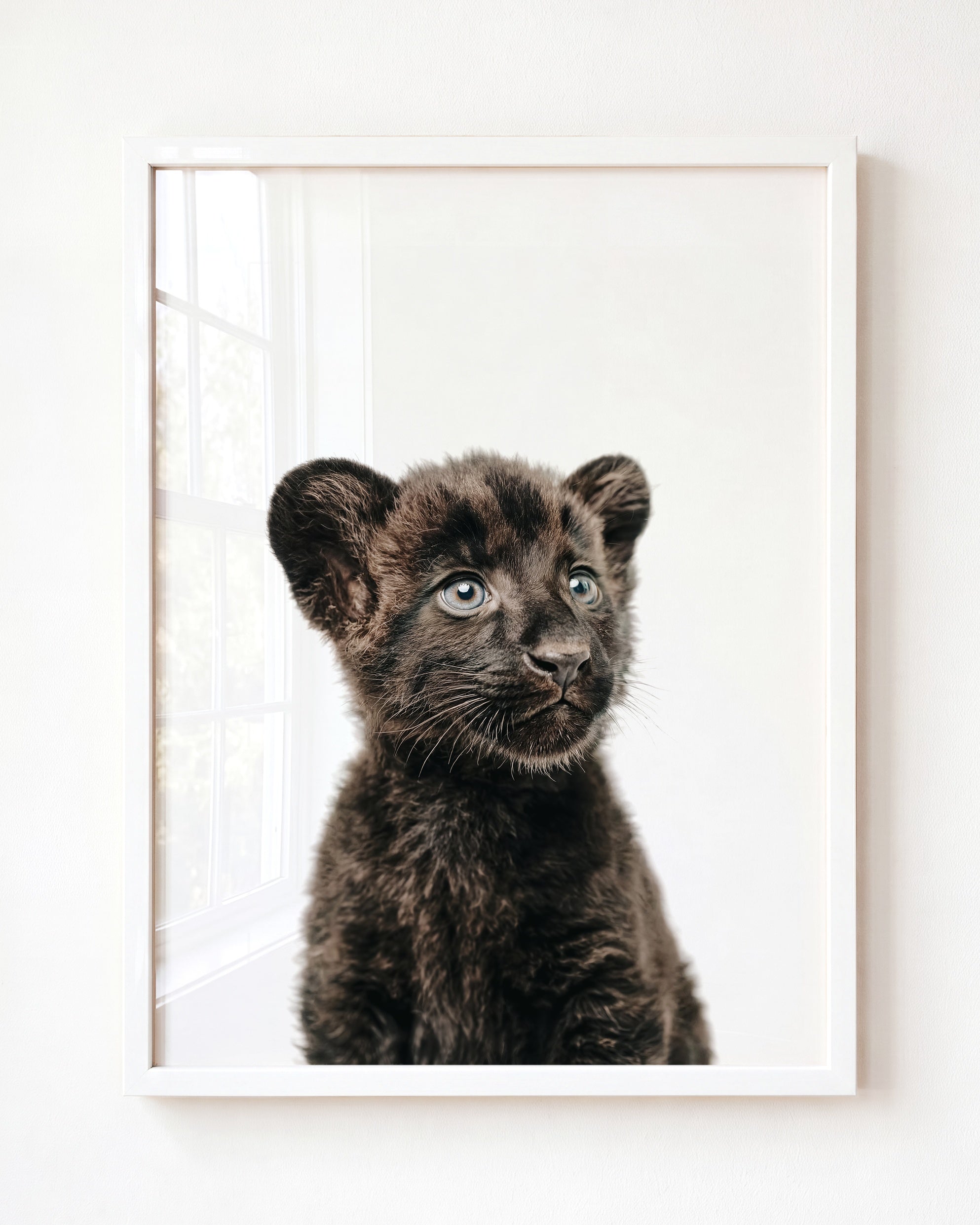 Baby Panther